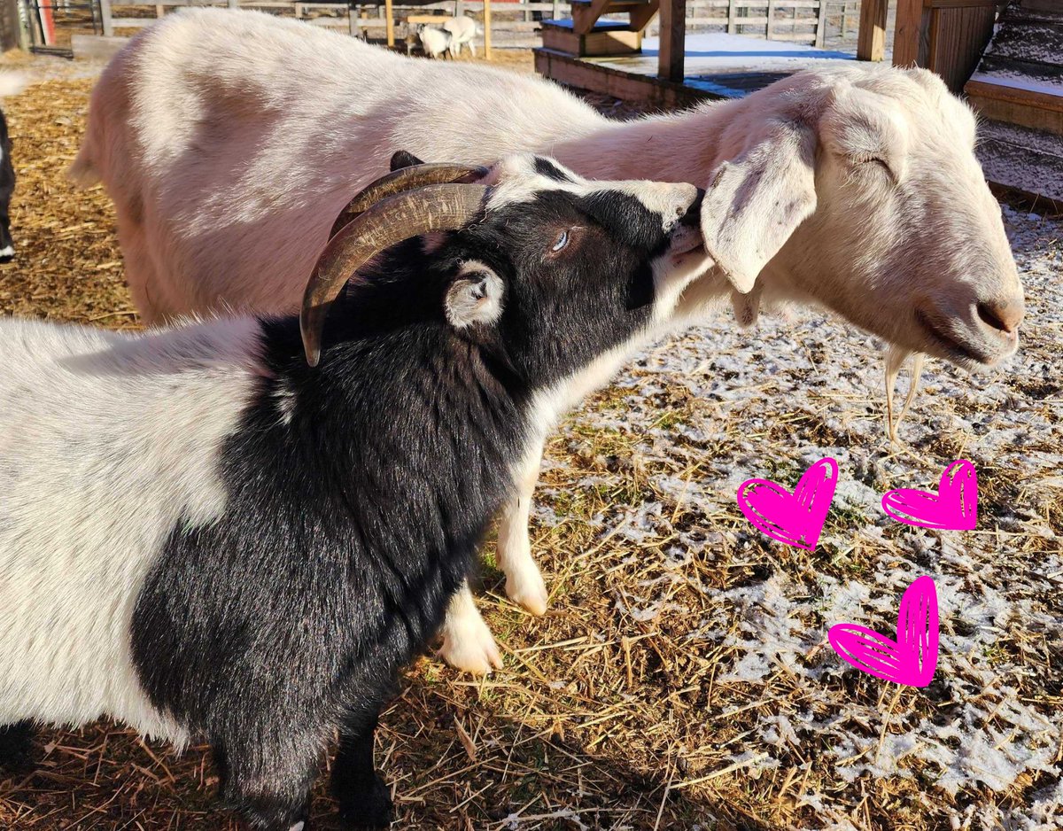 This February, #ShareYourLove by sending someone you love a digital Barn #valentine! For just $25, you can send your special someone a #ValentinesDay message featuring one of our residents. 💕 Donate and schedule your valentine here: buff.ly/47YVlVc