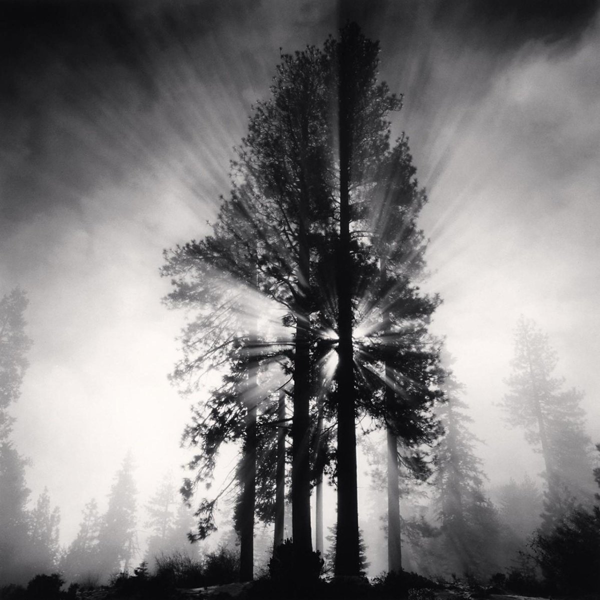 PDNBGallery's tweet photo. Today, Feb. 10th, is the LAST DAY to view #MichaelKenna: Trees &amp; #KeithCarter: Ghostlight. Stop by the #gallery to get a final look at these exhibitions by 2 #photographymasters. 

#saturdayisgalleryday

I:
Michael Kenna, Avenue of Giants, Humbolt, California, USA, 1998

#dallas https://t.co/OyBcoBT94I
