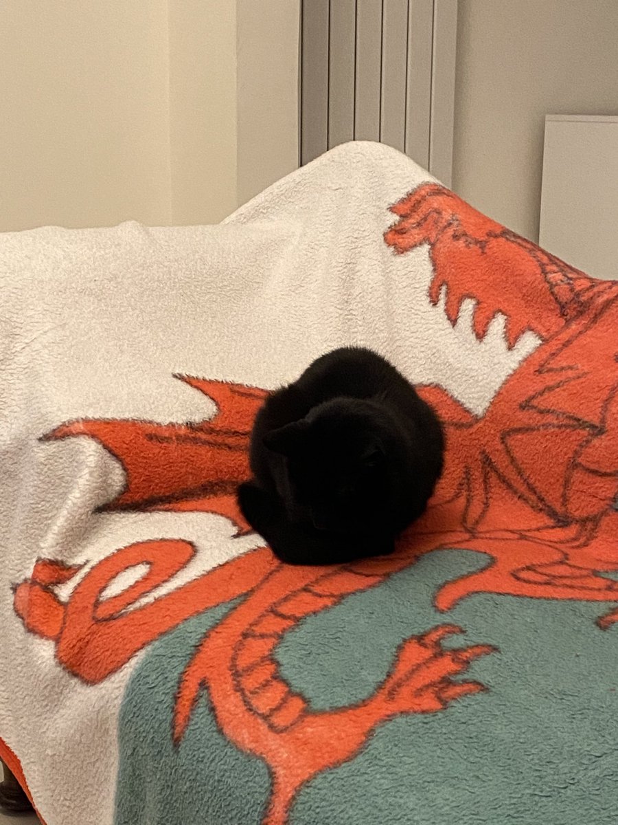 ElizabethRowla1's tweet photo. Who says Black Cats are not  photogenic? https://t.co/XyqmlFPBNj