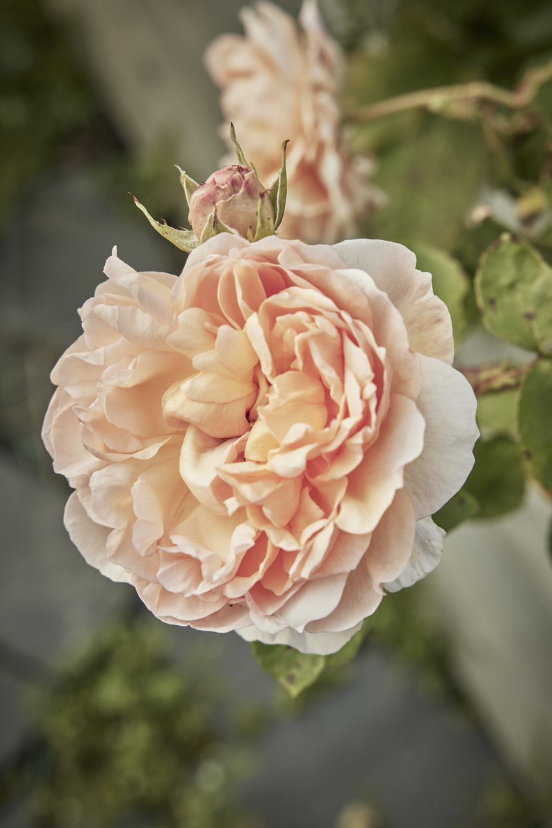 Roses have a strong association with Valentine’s Day and we’re passionate about the roses we grow for Lussa Gin. Each year we grow 50kgs on Jura and freeze them. If you’d like a bottle for a loved one use VALENTINES24 at checkout for a 15% discount. #valentines #gin