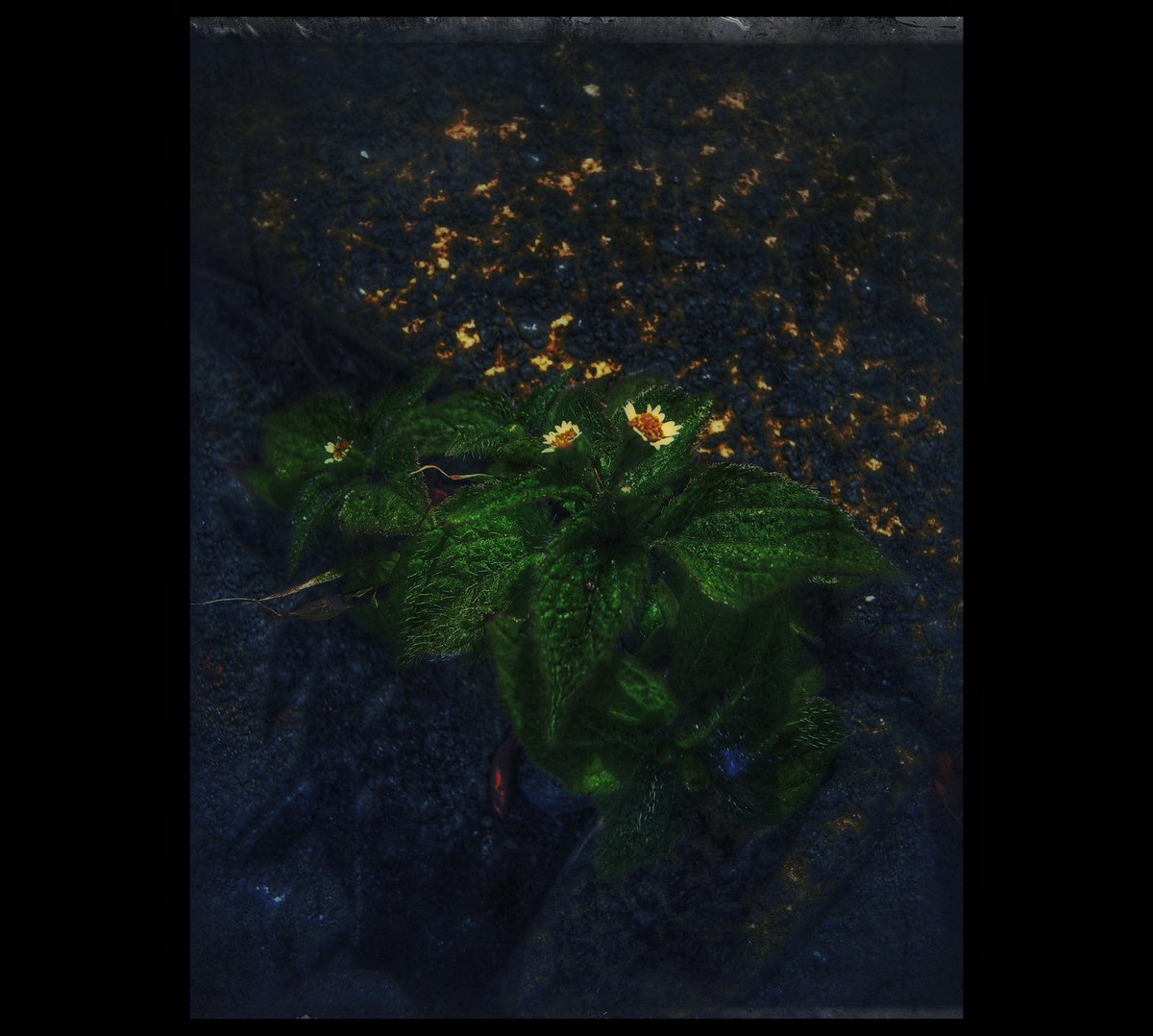 kikutaroid's tweet photo. nearby darkened stars
#街歩き
#scene
#花 #flower
#植物 #plants
#路傍 #roadside
#nikon #coolpix #coolpixp7800 #p7800
#compactdigitalcamera #comdigi #12megapixels
#trimmed #retouched #filtereffects #hardeffect
#snapseedapp https://t.co/hNsikFryP7
