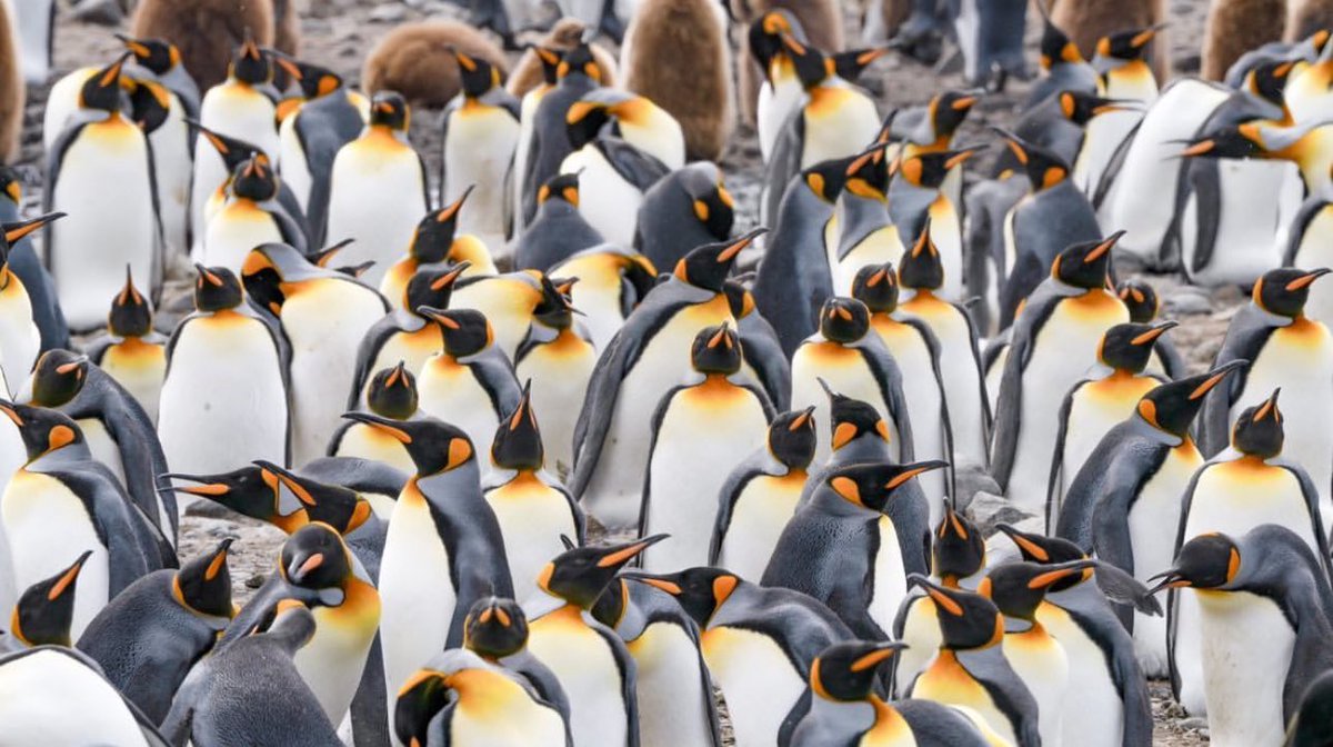 Rachel Suzanne Tien Wood tweet media