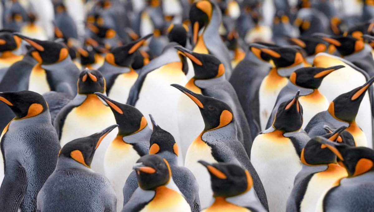 Rachel Suzanne Tien Wood tweet media