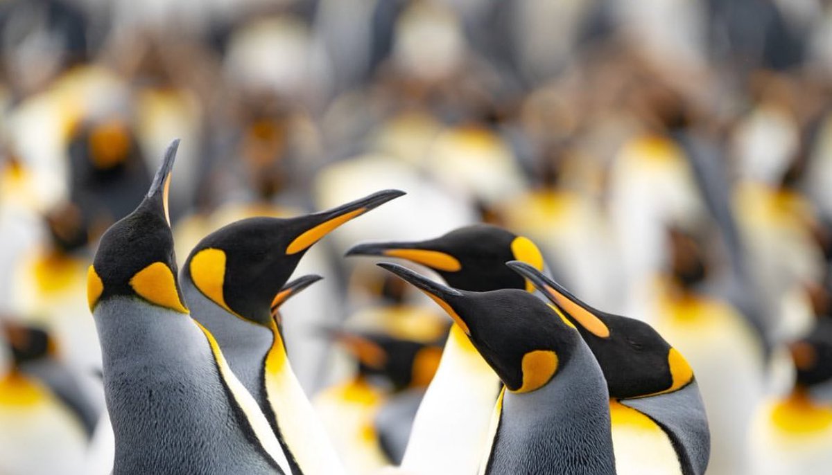 Rachel Suzanne Tien Wood tweet media