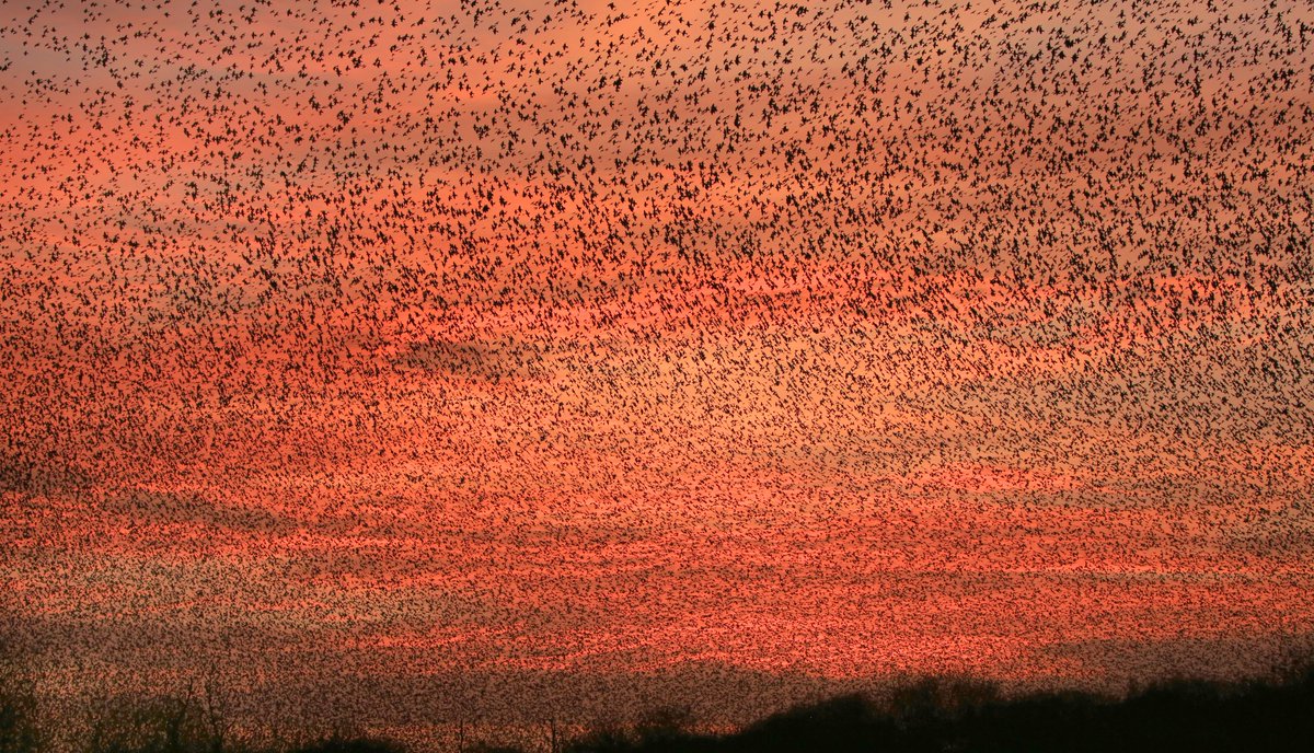 Cloud9weather1's tweet photo. Lovely sunset tonight and a few hundred thousand starlings on Shapwick Heath! (in the heart of the Somerset Levels). Rather surreal to hear a bittern booming in amongst this lot @StormHour @BBCSpringwatch #starlings https://t.co/fuLpzrAuZb