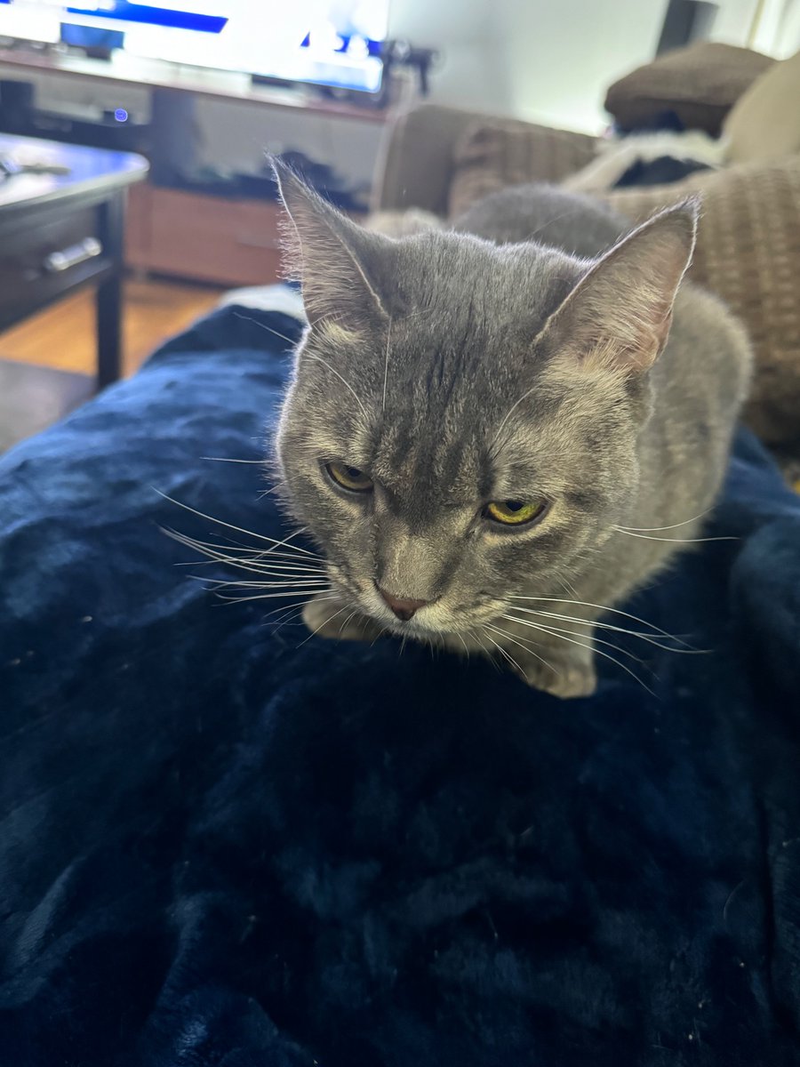 Bettywhitetcat's tweet photo. #HedgewatchForKayla I'm doing an electric blanket shift and Apple Cider Doughnut is listening to our river we are both thinking about all Furfriends past present and future, stars that will shine so bright in the evening sky tonight, reminding their families of the love. https://t.co/O5jJJgg7Jq