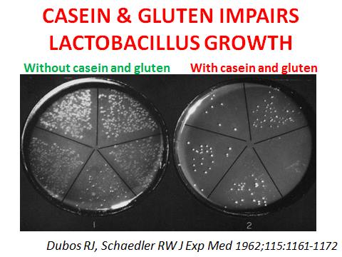 Neuropedagogen's tweet photo. #WorldRenowned #IntestinalResearchers have shown that #toxins (ex #vaccines) & #deficiencies develop a depleted #IntestinalFlora/#microbiome - #ProcessedDiets as well as #NonSpeciesSpecificFoods such as #casein & #gluten risk developing even more #imbalance so-called #dysbiosis. https://t.co/3eEwG3jjEJ