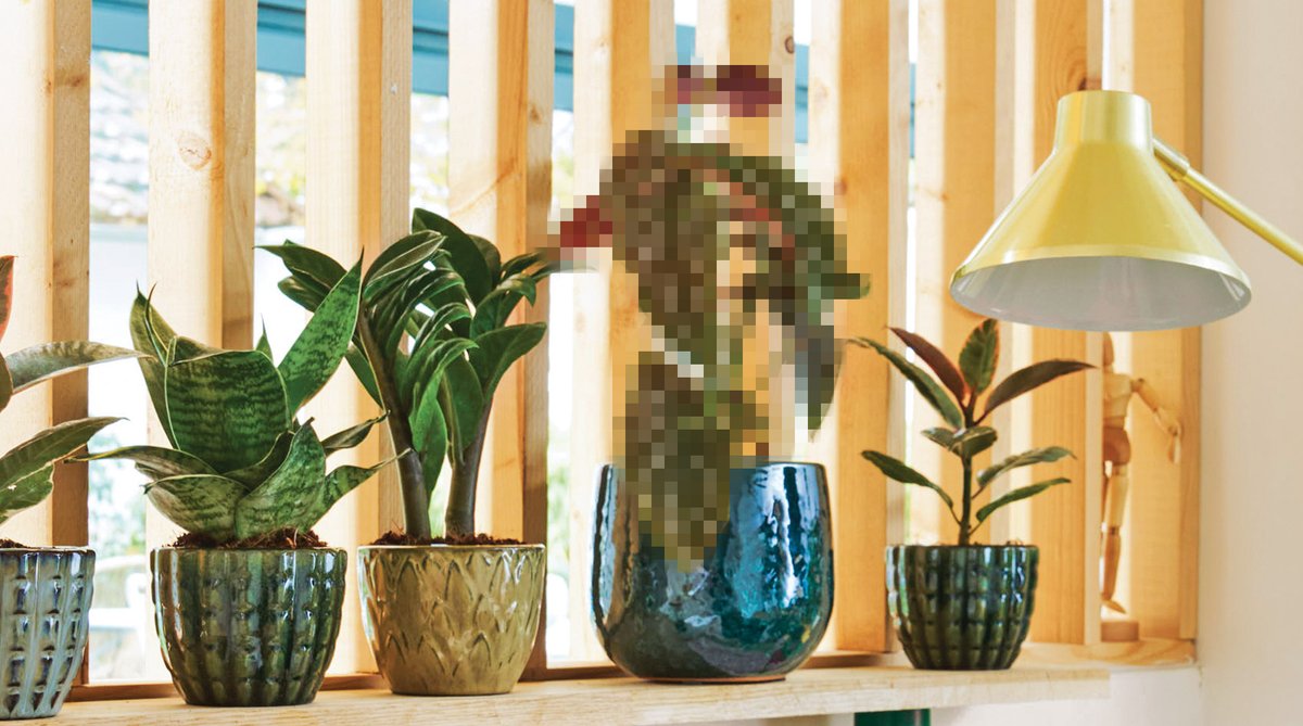 Truffaut's tweet photo. 🪴 #Concours
Tentez de remporter une carte cadeau de 70€ pour accueillir de nouvelles plantes à la maison 🌿
Pour jouer :
💚Follow @Truffaut
💚Indiquer le nom de la plante cachée sous ce post
TAS le 09/02 🍀

Réglement : https://t.co/q4AoSC1iJX https://t.co/uW8TaTNPqo
