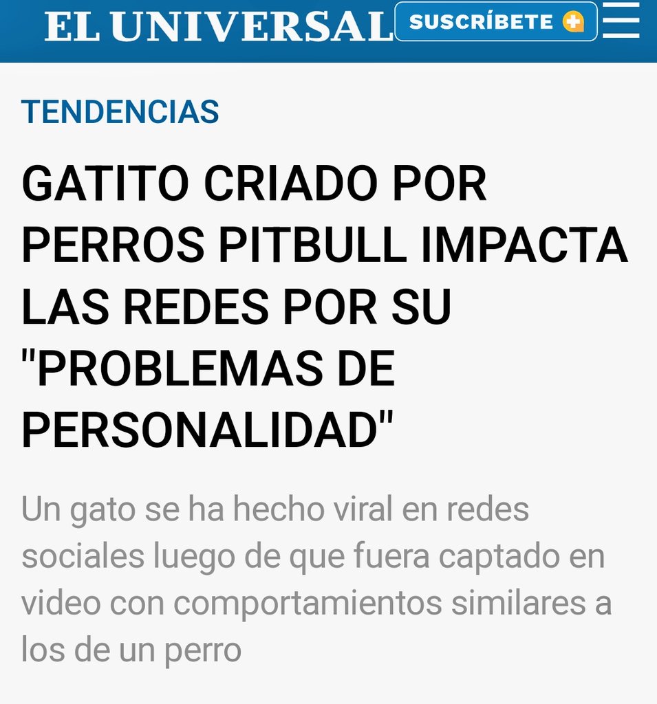 biciclotimia's tweet photo. De vez en cuando me acuerdo del gato que se cree pitbull porque fue criado por pitbulls y vuelvo a leer la noticia para sentir algo de felicidad. https://t.co/L27go1wRa3