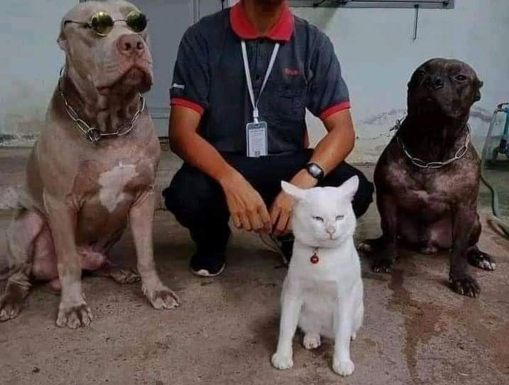 De vez en cuando me acuerdo del gato que se cree pitbull porque fue criado por pitbulls y vuelvo a leer la noticia para sentir algo de felicidad.