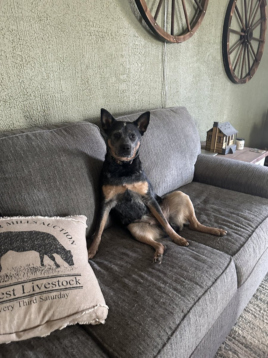 gabbyshimko's tweet photo. why the vet calling me talking about she’s overweight https://t.co/o094y0MvqV