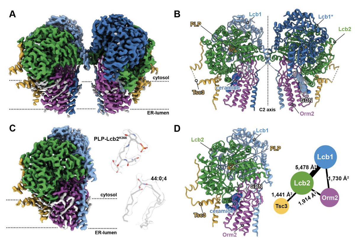 The structure of the Orm2-containing serine palmitoyltransferase complex reveals distinct inhibitory potentials of yeast Orm proteins | bioRxiv

biorxiv.org/content/10.110…