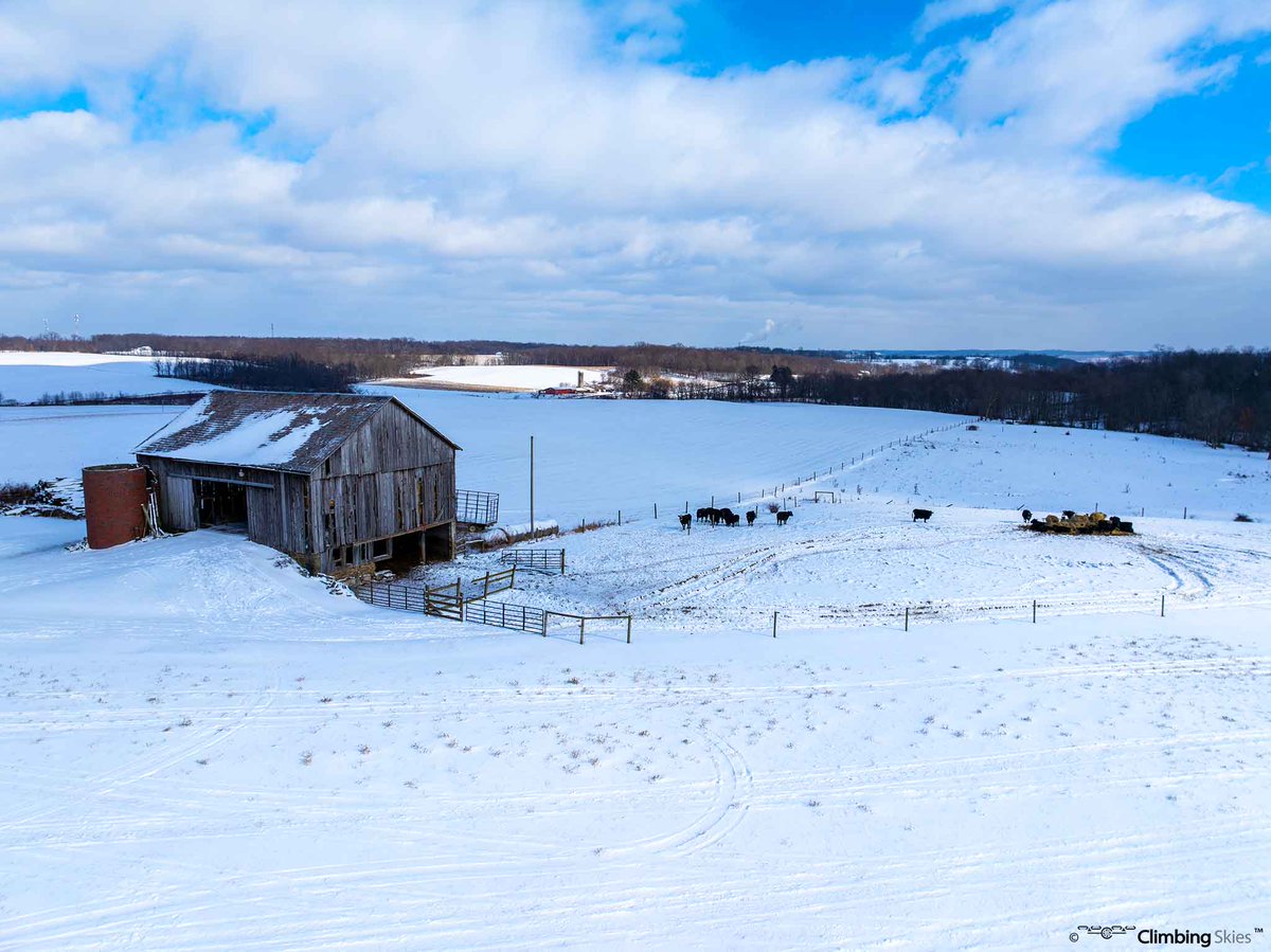 Climbing_Skies's tweet photo. Cattle enjoying a sunlit snowy pasture on a farm in Western Pennsylvania. 

#photography #Pennsylvania #pennsylvaniaisbeautiful #farms #country #pasture #barns #countryliving #cattle #landscapephotography #uniqueviews #peaceful #travel #winter #snow #coldweather #climbingskies https://t.co/iIVd75Mpqe