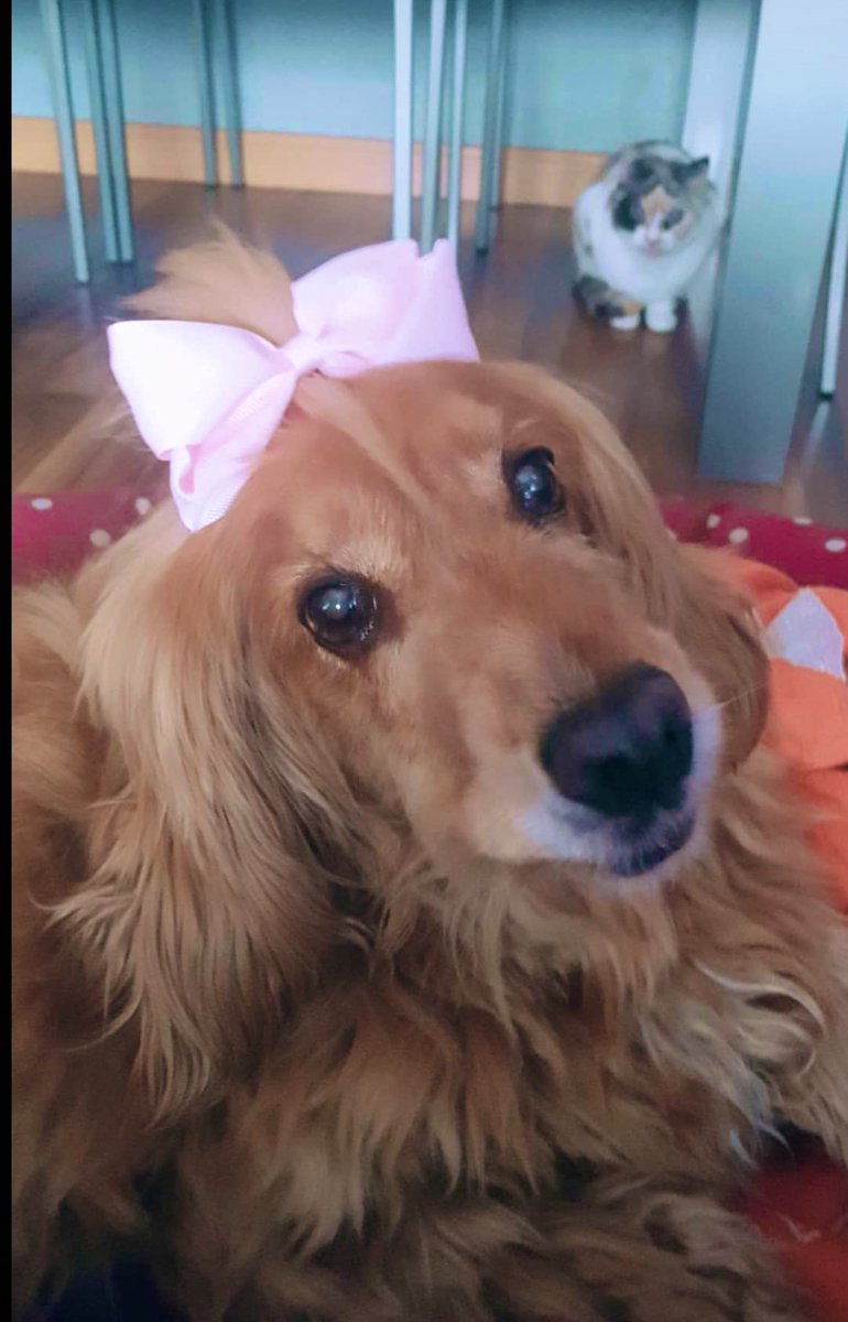 VictoriaGijn1's tweet photo. Hoy se ha ido el trocito más bonito de mi corazón. https://t.co/KLqW8UGyld