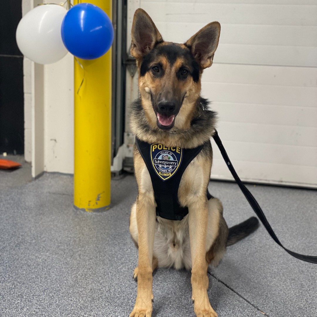 MontgomeryILPD's tweet photo. Yesterday, our handsome Monty celebrated his 1st birthday. Six of his seven siblings could attend and reunite for some treats and playtime. Happy birthday, Montgomery LEO. We could not have asked for a better comfort dog. 🎂 🥳 🎉 https://t.co/E1pVMNzUti