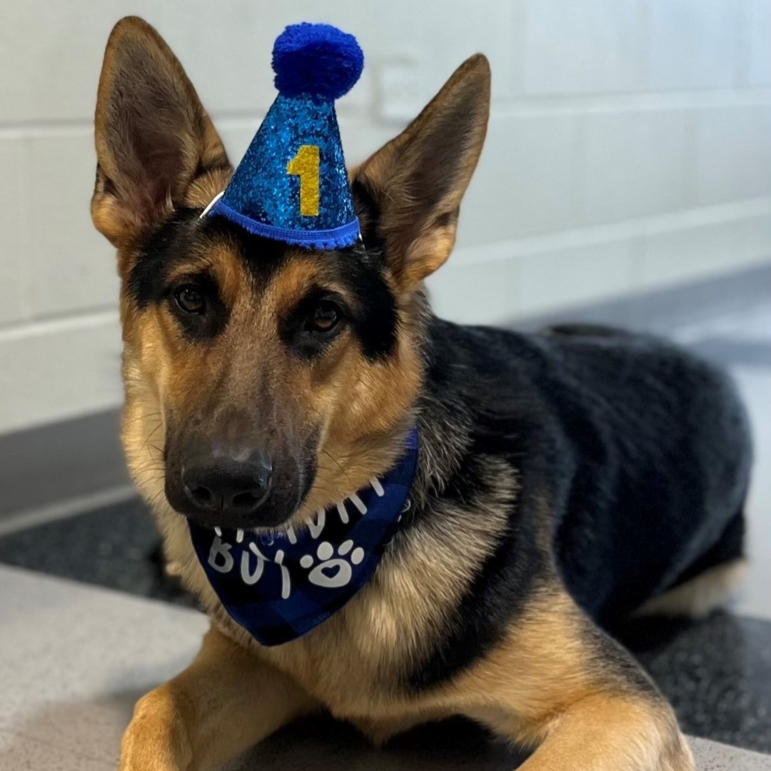 MontgomeryILPD's tweet photo. Yesterday, our handsome Monty celebrated his 1st birthday. Six of his seven siblings could attend and reunite for some treats and playtime. Happy birthday, Montgomery LEO. We could not have asked for a better comfort dog. 🎂 🥳 🎉 https://t.co/E1pVMNzUti