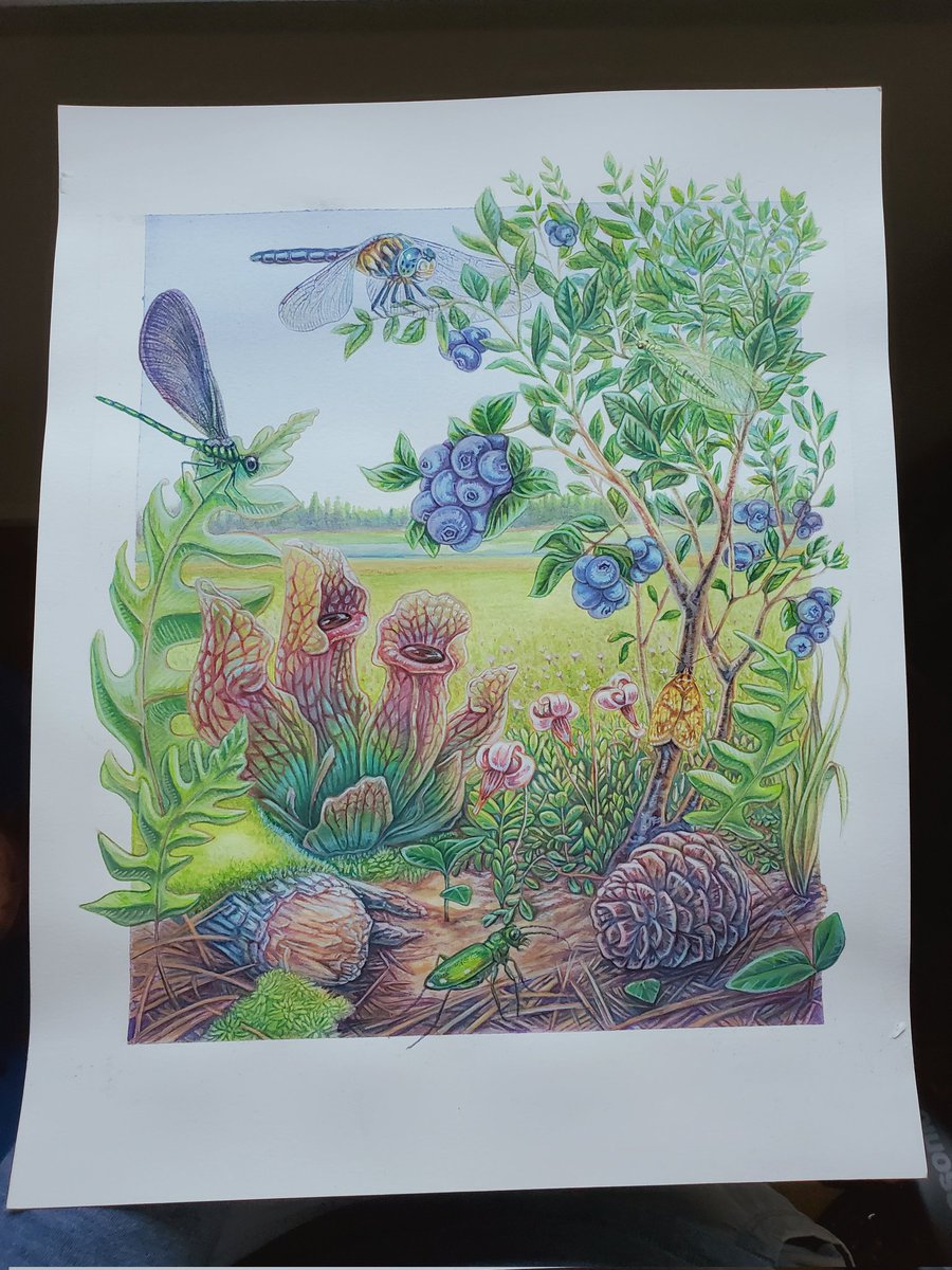 Lindsay Lindhult, Ph.D. 🎨SciArtist 🐛 tweet media