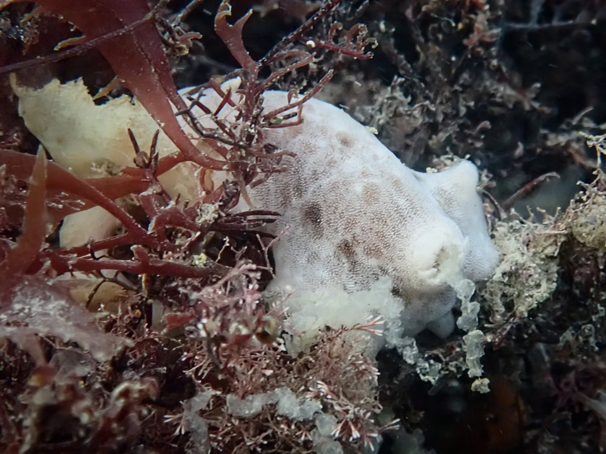 DorsetLimpet's tweet photo. Highlight of today's snorkel! What I believe to be a very shy Jorunna tomentosa having a poo!  and quite a substantial one at that! 💩
#jurunnatomentosa #nudibranch #seaslug https://t.co/sbB9za7fUR