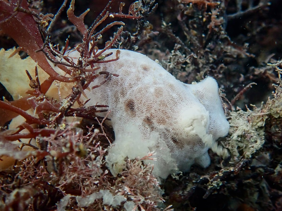 DorsetLimpet's tweet photo. Highlight of today's snorkel! What I believe to be a very shy Jorunna tomentosa having a poo!  and quite a substantial one at that! 💩
#jurunnatomentosa #nudibranch #seaslug https://t.co/sbB9za7fUR