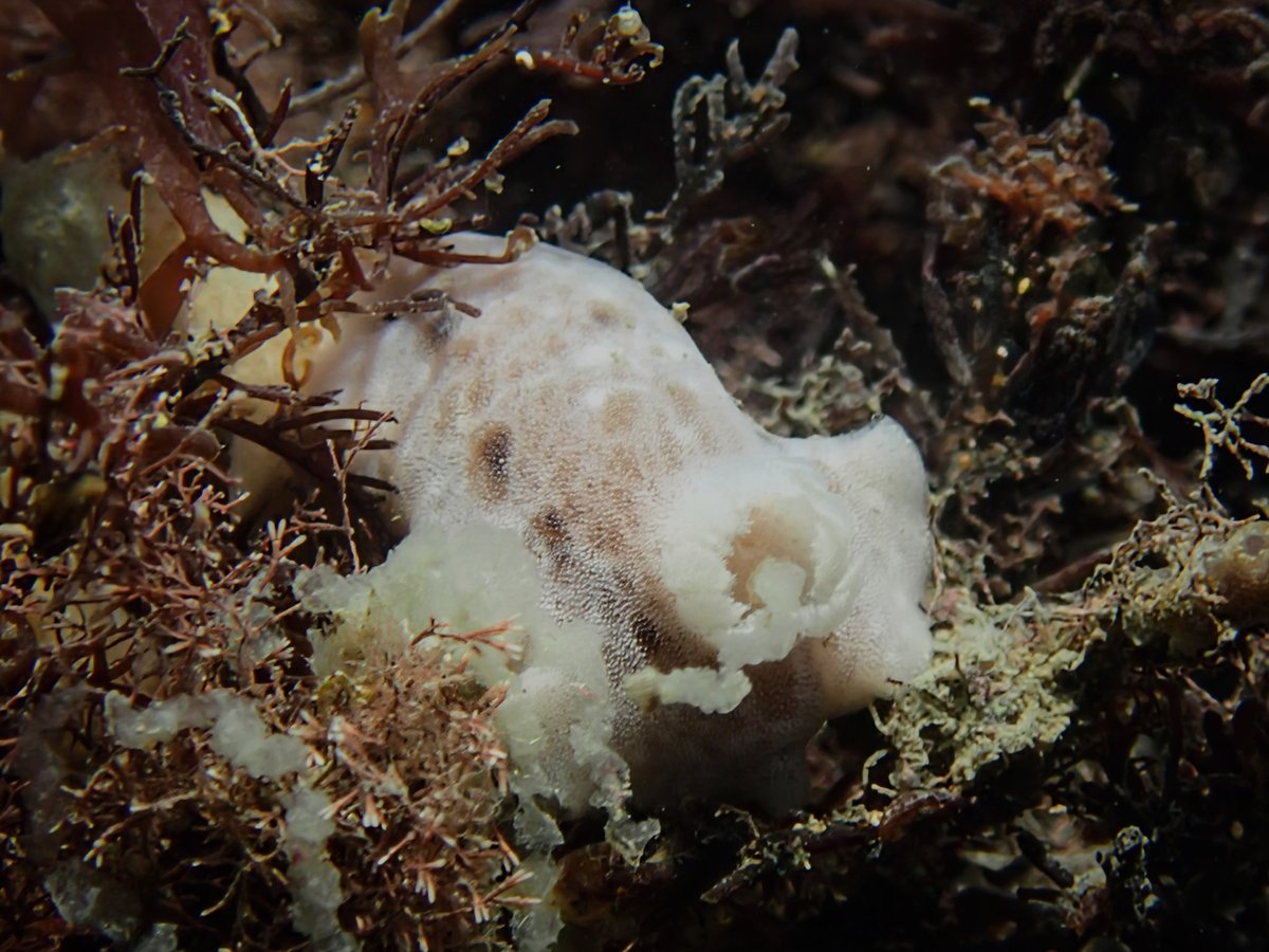 DorsetLimpet's tweet photo. Highlight of today's snorkel! What I believe to be a very shy Jorunna tomentosa having a poo!  and quite a substantial one at that! 💩
#jurunnatomentosa #nudibranch #seaslug https://t.co/sbB9za7fUR