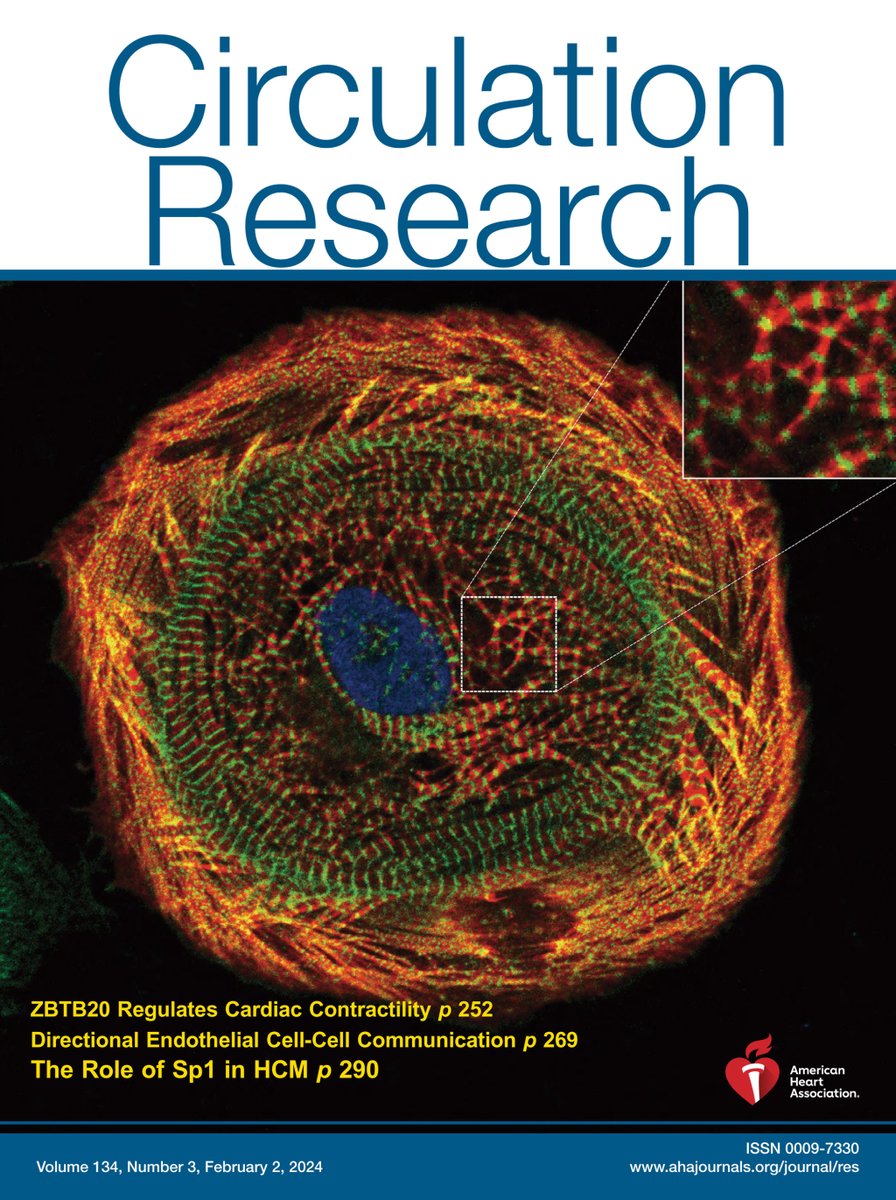 CircRes's tweet photo. @CircRes Feb 2nd Issue is Out! https://t.co/IiX6g6rOKd
Cover: Knockdown of the TF #SP1 leads to cardiomyocyte #hypertrophy of a #hiPSC-CM accompanied by intracellular #myofibrillar disarray (red) and #sarcomeric disorder (green); nuclei-blue. https://t.co/8HaIaz31Qw