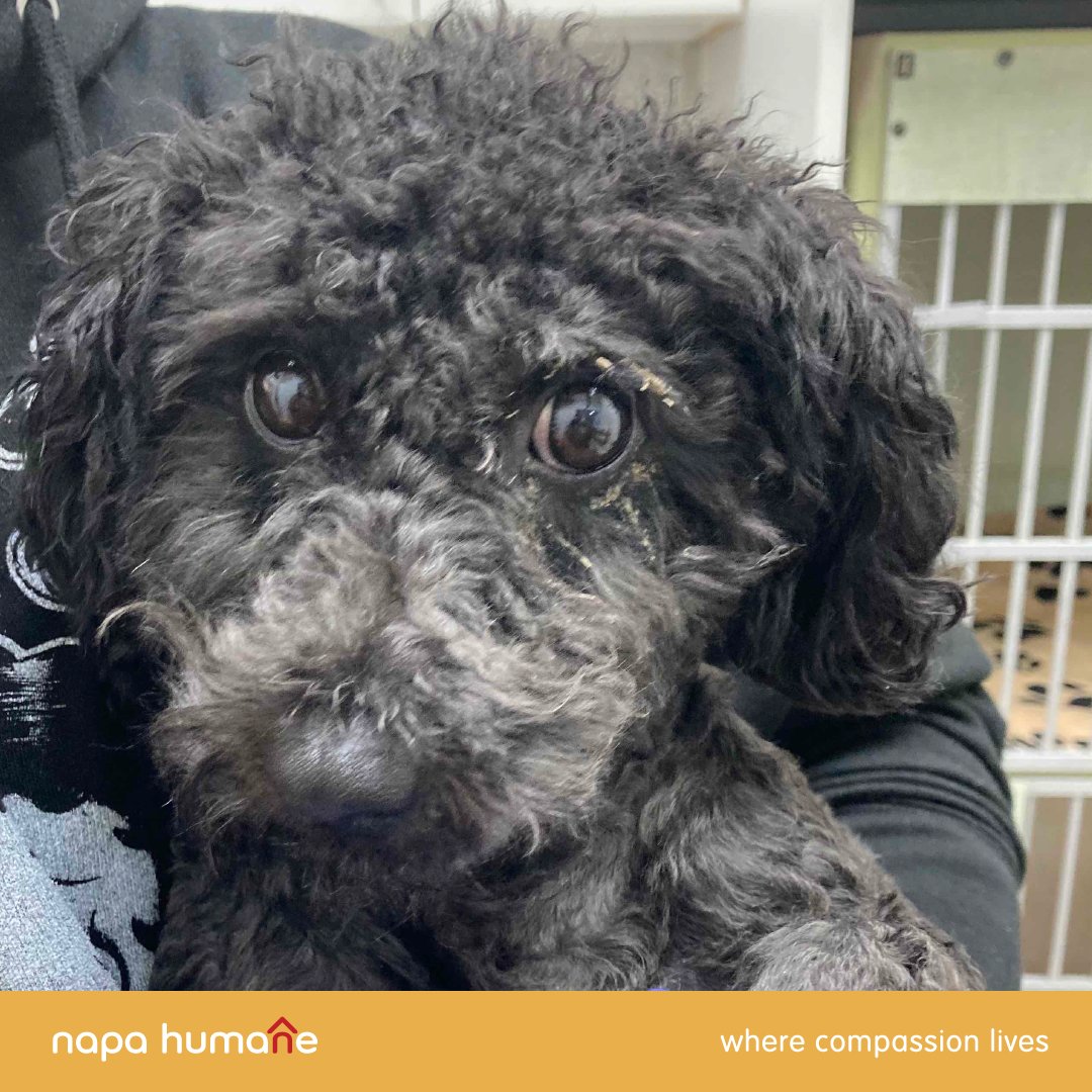 February is National Spay &amp; Neuter Awareness Month! Spaying or neutering your pet helps prevent serious illnesses, lowers the number of strays &amp; reduces suffering overpopulation might cause.
For more info on spay &amp; neuter, click the link below!
bit.ly/nhspneu