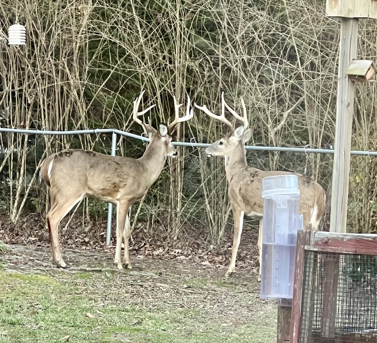 KN4YZY_Corey's tweet photo. Just found two beautiful bucks in the yard #mvarc #fairfaxparks https://t.co/AfZbAq0Awl