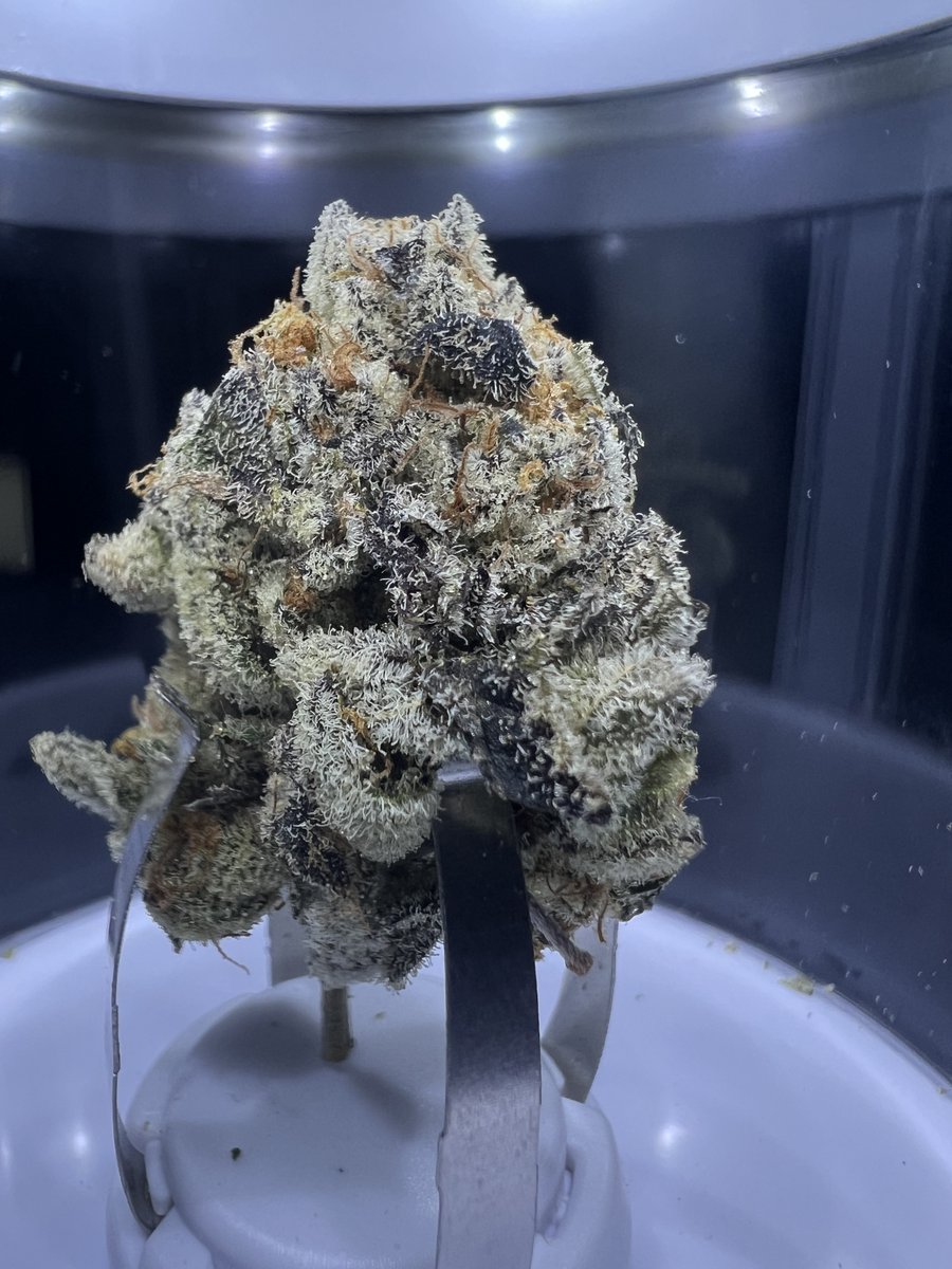 🌬️ Winter vibes, new highs! 🚀 Exciting news – we've just wrapped the first half of OCS's winter drops, and our shelves are ready for more! ❄️ Calling all cannabis brands: if you've got fresh products hitting Ontario, drop us a line. Let's elevate the experience together with