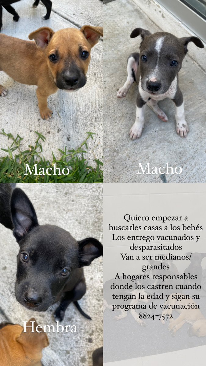 Quiero empezar a buscarles casita a los bebés. Tienen 2.5 meses, los entrego vacunados y desparasitados. A hogares responsables donde los castren cuando tengan la edad y continúen con sus vacunas. Van a ser medianos/grandes.
8824-7572