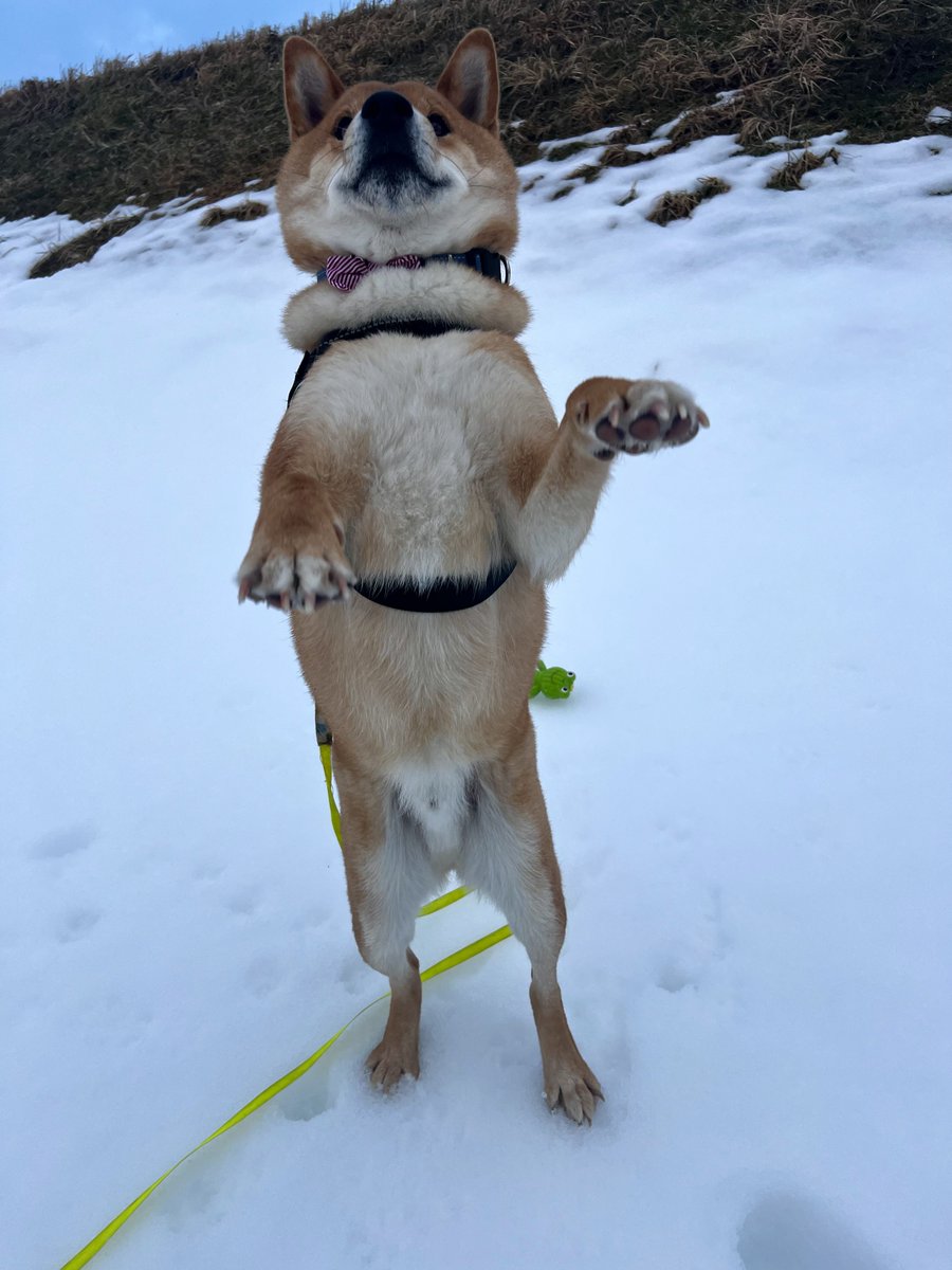 gin1127inu's tweet photo. おはようございます
#柴犬 https://t.co/4lDWnw2Mvl