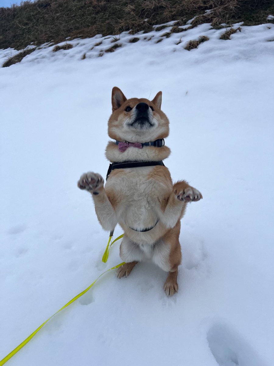 gin1127inu's tweet photo. おはようございます
#柴犬 https://t.co/4lDWnw2Mvl