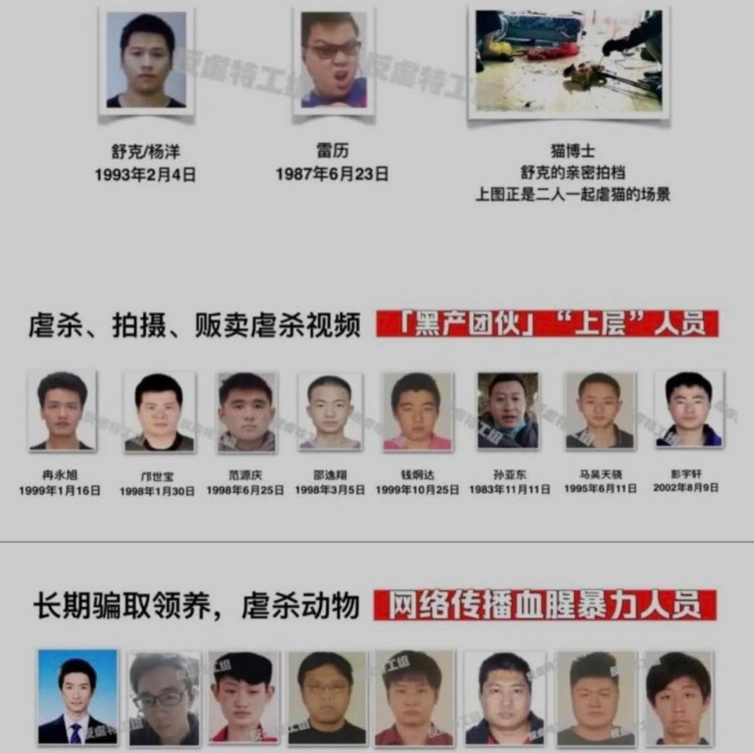 PhaedraXTeddy's tweet photo. How they work as a syndicate &amp; make profits from torturing cats? Up: Yang Yang, Lei Li &amp;"Cat Doctor", brutally torture cats for 20+ years. Mid: tortur3, film&amp;sell cat torture video. Down: fake adopt cats for tortur3. Teens are instigated. #chinacats
https://t.co/klVYdogUgj