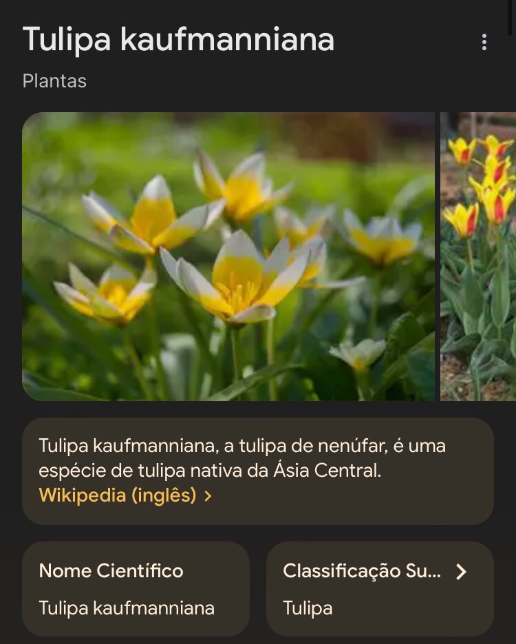 cadaveritos's tweet photo. qual a planta do nascimento de vocês?

q amorzinho https://t.co/lV4qodeRoO