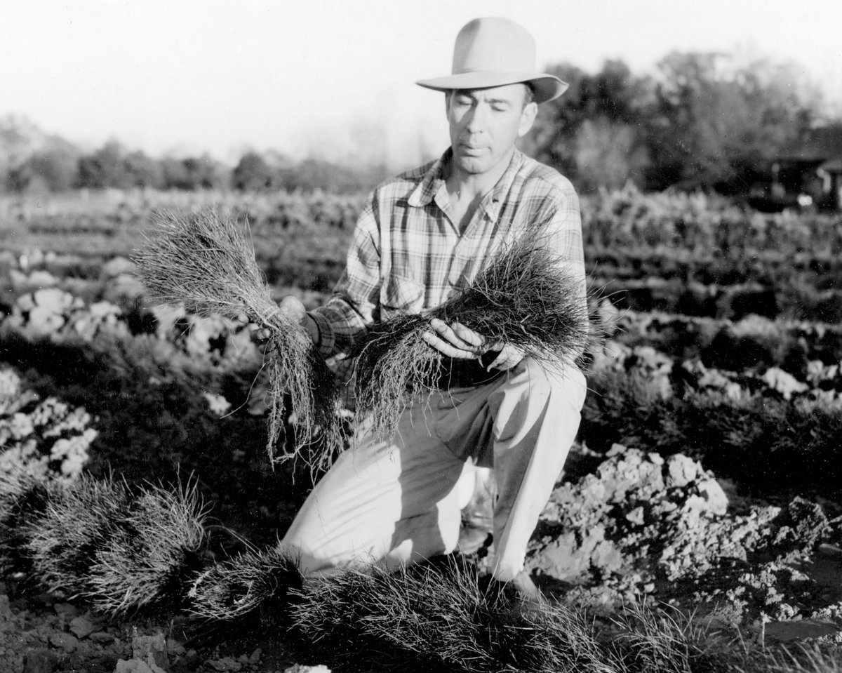 TXForestService's tweet photo. 🌱 Indian Mound Nursery Manager W. Lawrence Marshman kneels in a field of recently lifted seedlings in 1945. He inspects the roots of a few seedlings that were heeled-in, or temporarily planted, until they can be packaged for customers.
#ThrowbackThursday #RootsofTexasForestry https://t.co/obmyOEGQrW