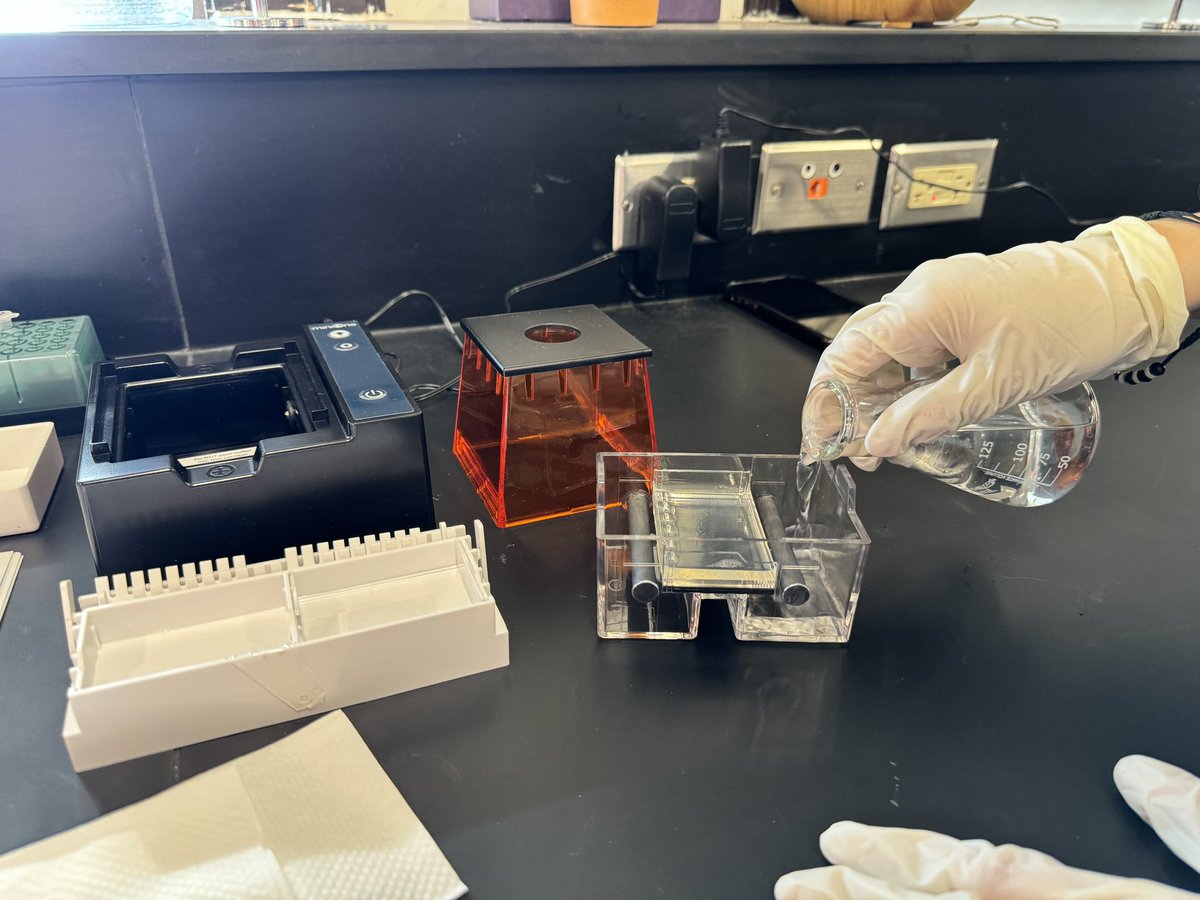 MrArsenie's tweet image. Fantastic lab session today with my @CarlSchurzHS #dpbio #ibbio students running two DNA fingerprinting scenarios via @MiniOneSystem Super proud of my students who practiced new techniques and skills! Tomorrow we debrief!