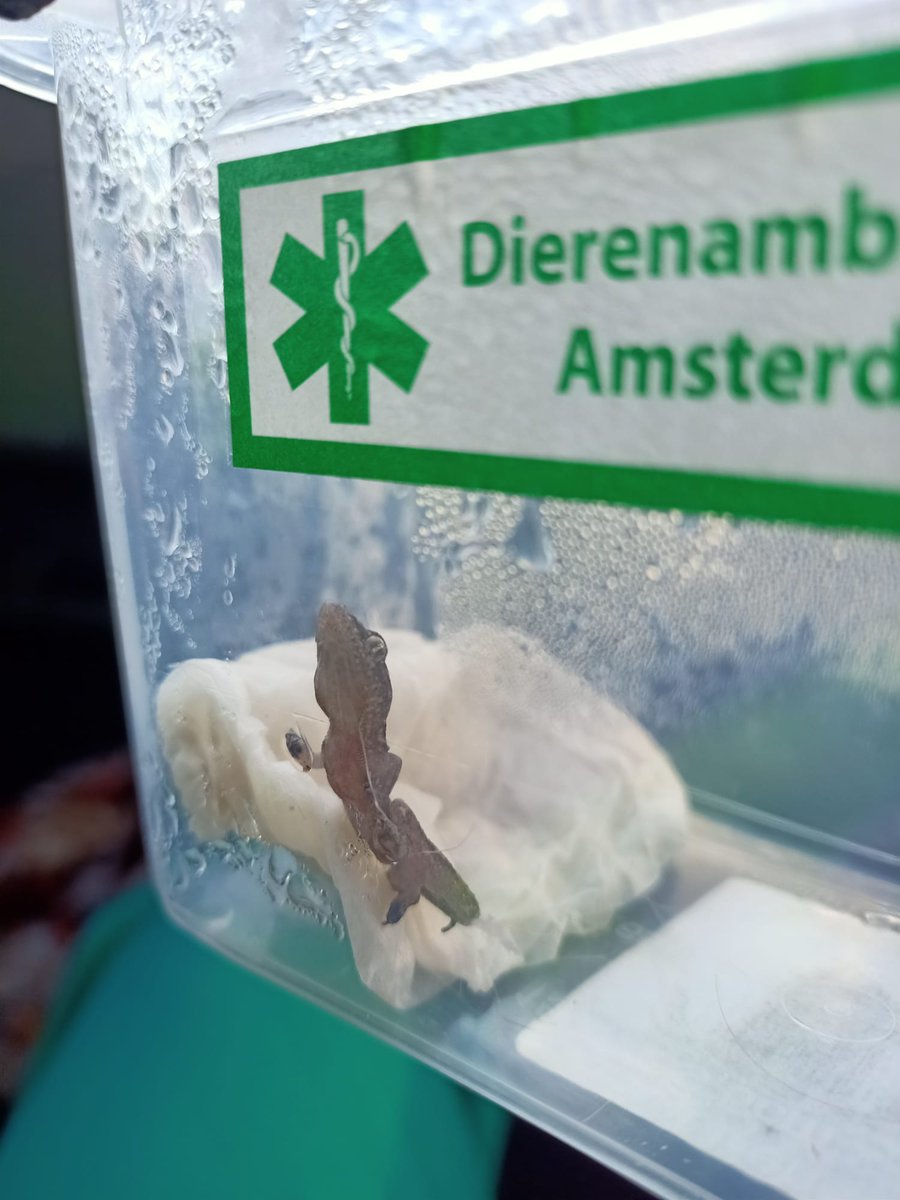 DierenAmsterdam's tweet photo. Gekkies
Onze nestor Henk en Tanja leveren de gekko af bij de Reptielen Opvang in #Zwanenburg met alle egards vanzelfsprekend. De huisgekko tarentola moet het doen met het Nederlandse seizoen.
#Goedemorgen #Goedevandaag #FF
#Vrijwilligers #Dierenambulance #Amsterdam https://t.co/gZKoe5gTup