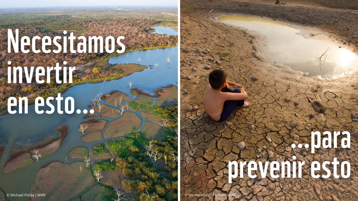 WWF_LAC's tweet photo. Los humedales son importantes porque...

🌎Sustentan 40% de todas las especies
🌡️Son vitales para defendernos contra inundaciones y ser resilientes ante sequías
🍚⅓ de la producción de alimentos depende de los ríos

¡Debemos protegerlos y restaurarlos!
#DíaMundialDeLosHumedales https://t.co/IfmNMSY6dk
