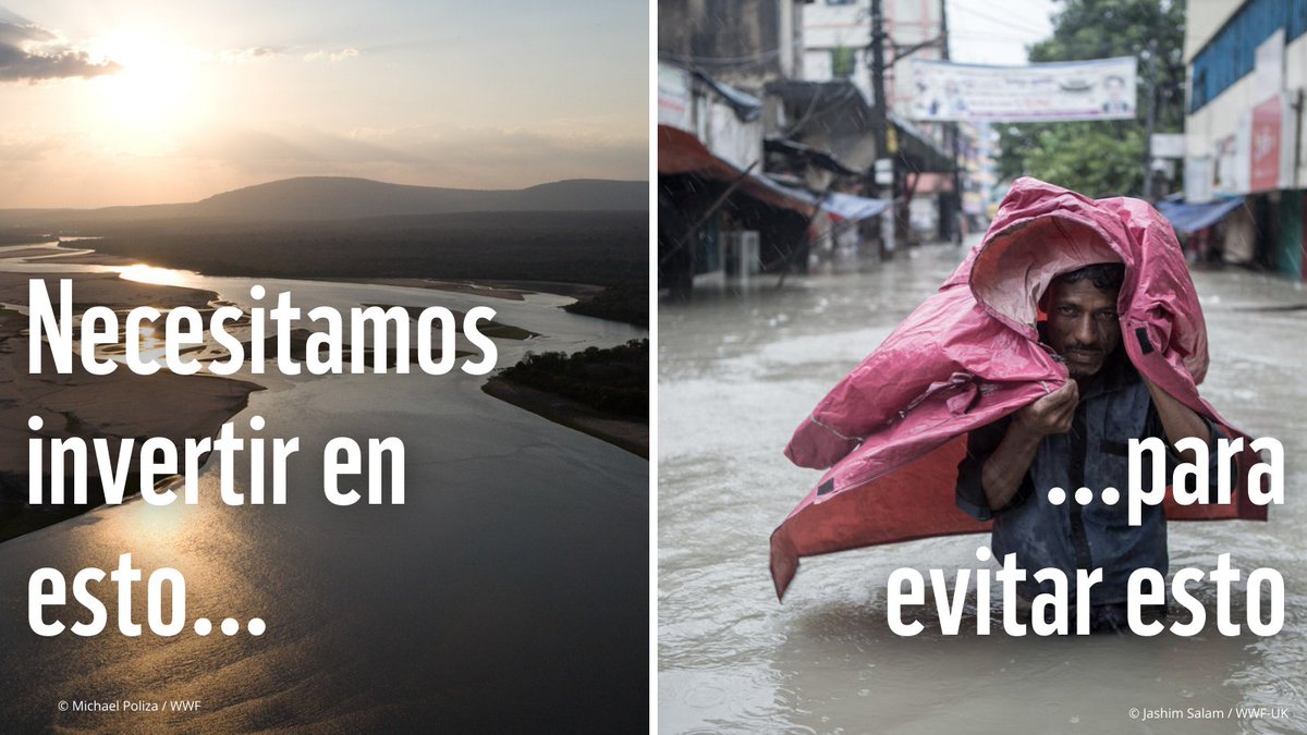 WWF_LAC's tweet photo. Los humedales son importantes porque...

🌎Sustentan 40% de todas las especies
🌡️Son vitales para defendernos contra inundaciones y ser resilientes ante sequías
🍚⅓ de la producción de alimentos depende de los ríos

¡Debemos protegerlos y restaurarlos!
#DíaMundialDeLosHumedales https://t.co/IfmNMSY6dk
