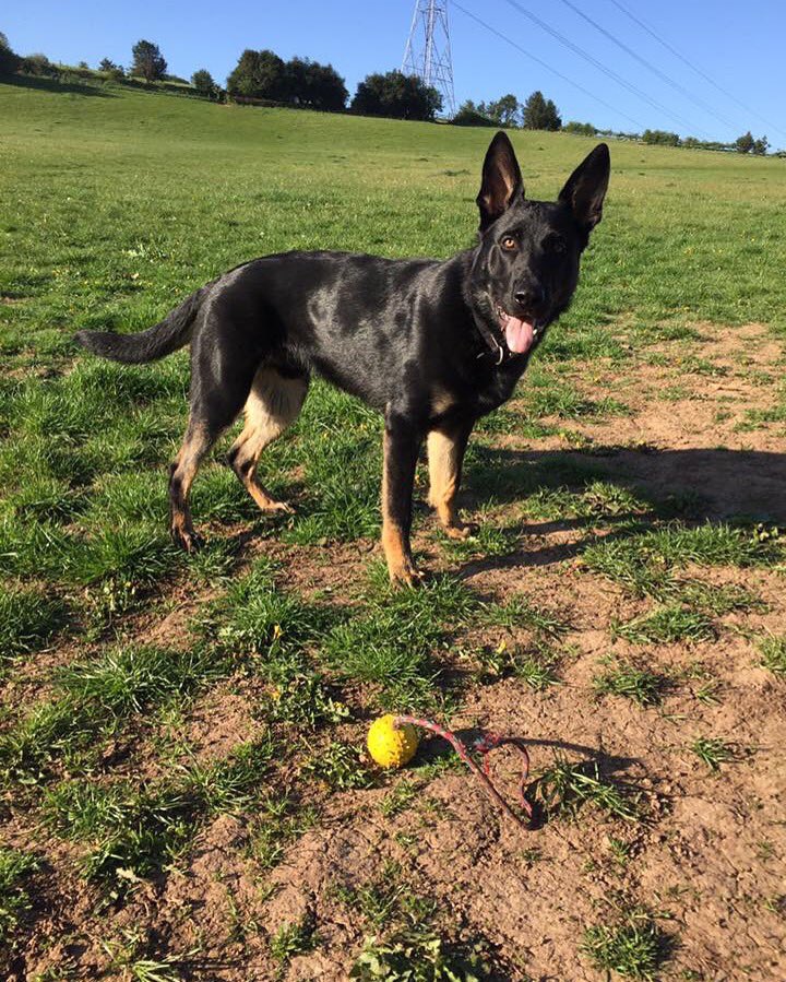 RPD_Logan tweet media