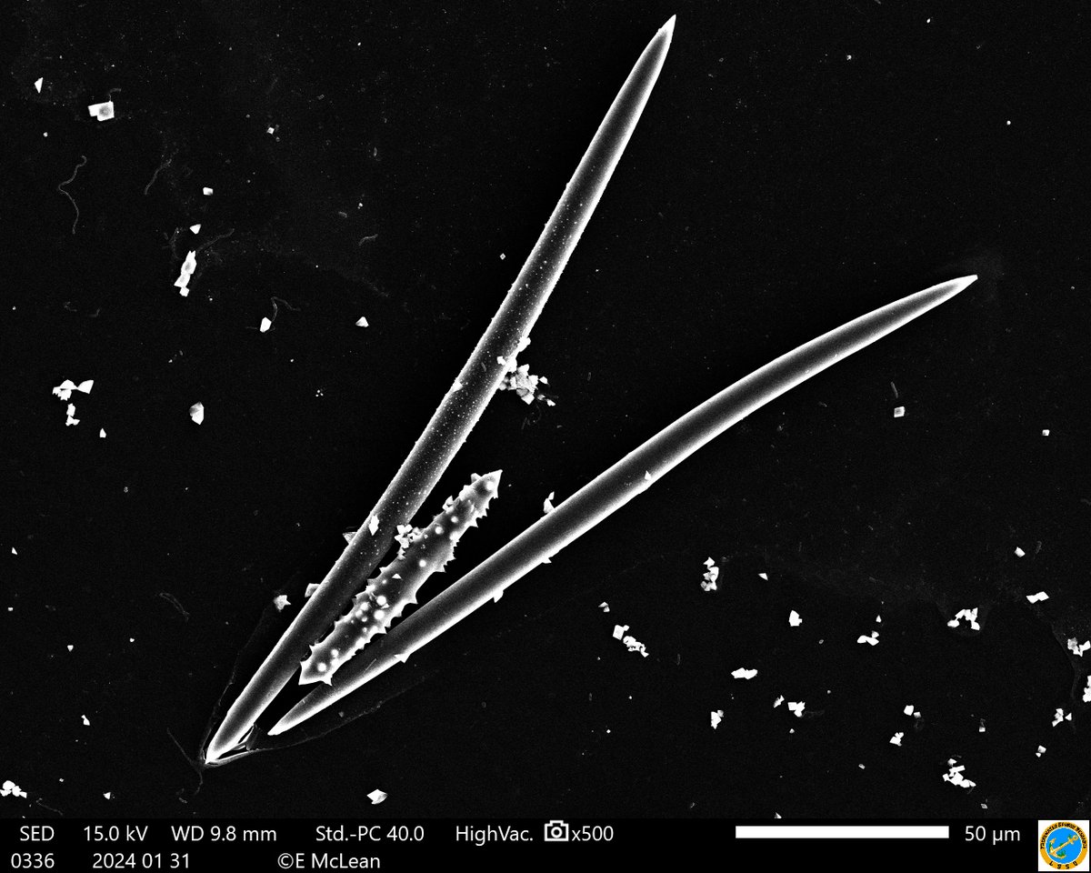 Freshwater Sponge Research tweet media