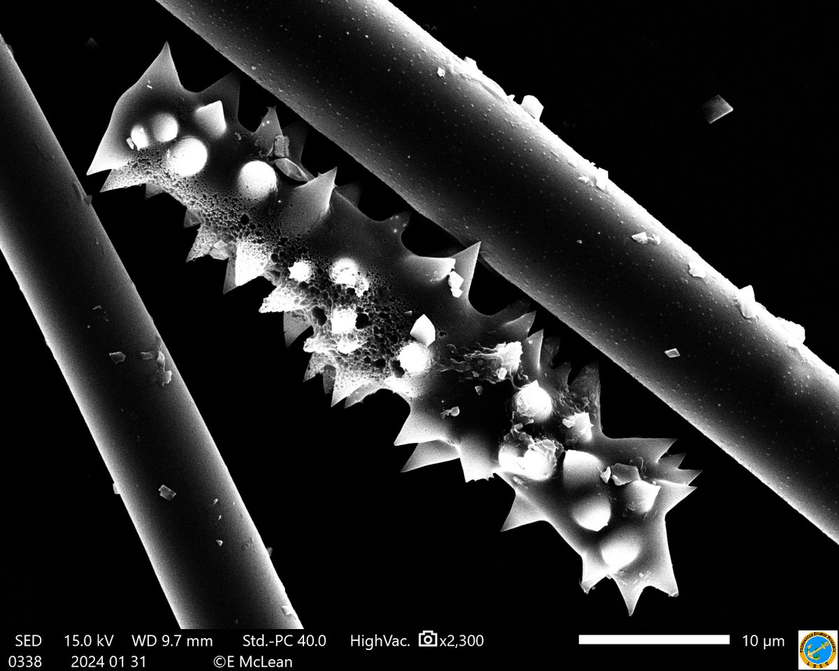 Freshwater Sponge Research tweet media