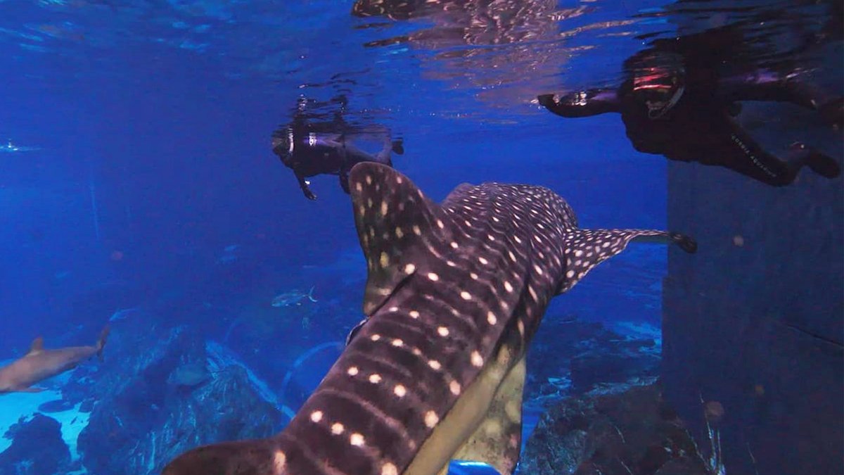 armyARCP's tweet image. Soldiers at the Soldier Recovery Unit - Fort Stewart enjoy an adaptive reconditioning swim at the @GeorgiaAquarium.

#ARCP #AdaptiveReconditioning #FtStewart #GeorgiaAquarium #JustKeepSwimming #Diving #SCUBA #BabyShark #Army