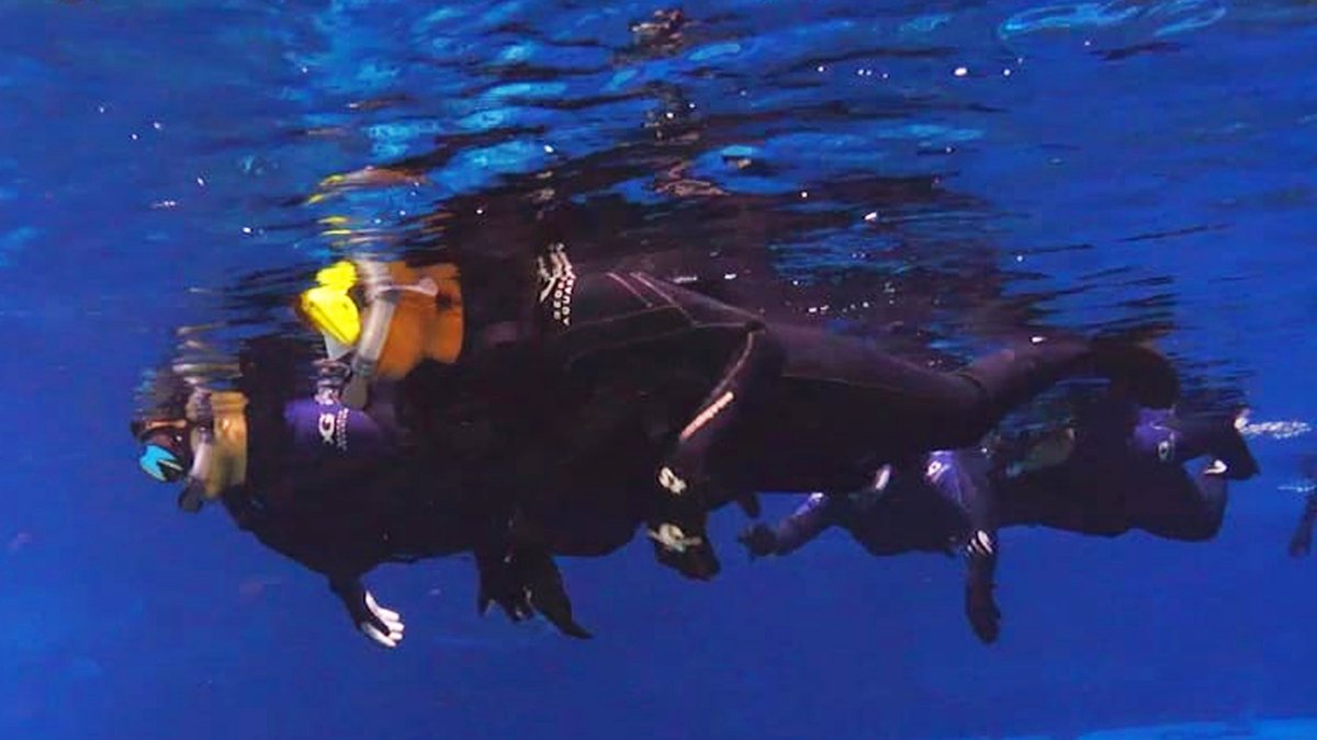 armyARCP's tweet image. Soldiers at the Soldier Recovery Unit - Fort Stewart enjoy an adaptive reconditioning swim at the @GeorgiaAquarium.

#ARCP #AdaptiveReconditioning #FtStewart #GeorgiaAquarium #JustKeepSwimming #Diving #SCUBA #BabyShark #Army