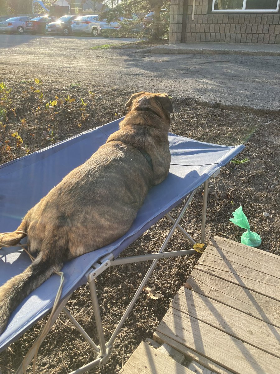 howes_pat's tweet photo. @dog_rates @15outof10 @dogfather That is an awesome way to remember Doug!  If we had the room and a yard we would love to adopt a Doug’s Bud. We have a Shepherd/Boxer mix. And space is tight with her as it is. We love her so much. Other than her walks the only outside space we have is a small strip of grass. https://t.co/3DfvgfE2ar