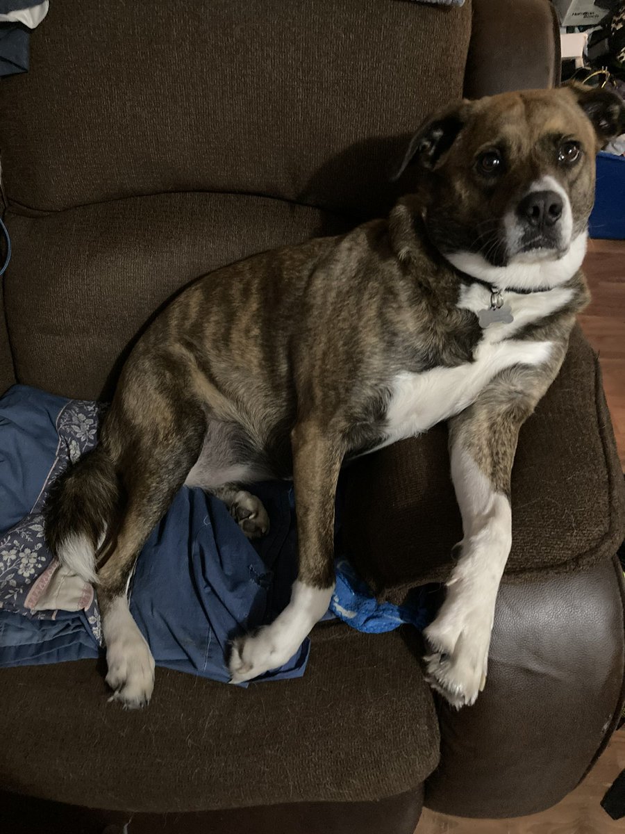 howes_pat's tweet photo. @dog_rates @15outof10 @dogfather That is an awesome way to remember Doug!  If we had the room and a yard we would love to adopt a Doug’s Bud. We have a Shepherd/Boxer mix. And space is tight with her as it is. We love her so much. Other than her walks the only outside space we have is a small strip of grass. https://t.co/3DfvgfE2ar