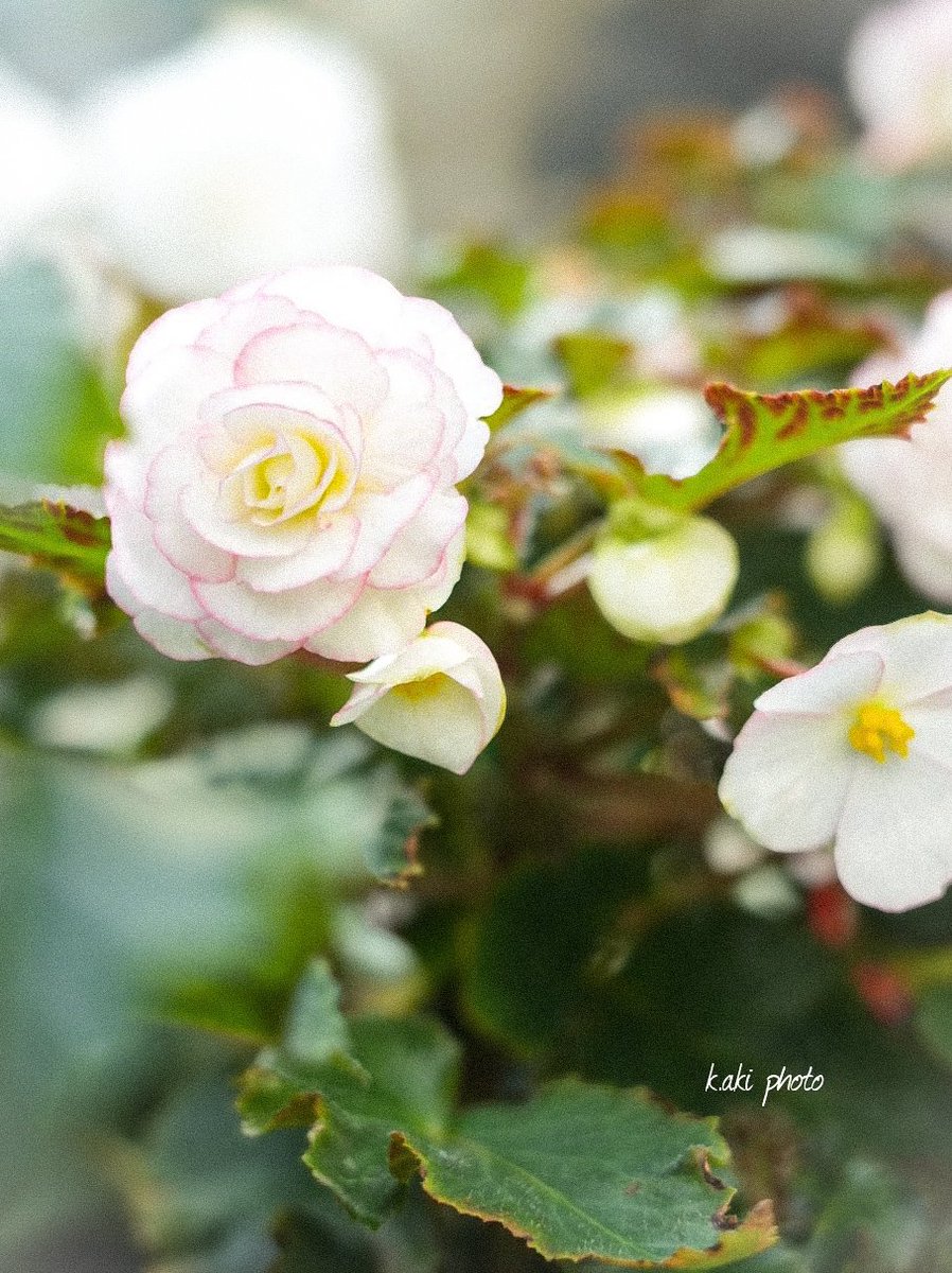 今日も良き1日になりますよう😊🍀

#キリトリセカイ 
#花 #flowerphoto 
#fIower #ベゴニア