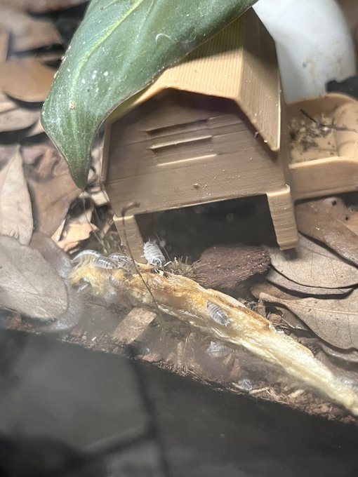 my bugs vs my butt https://t.co/kXCJhtUFea