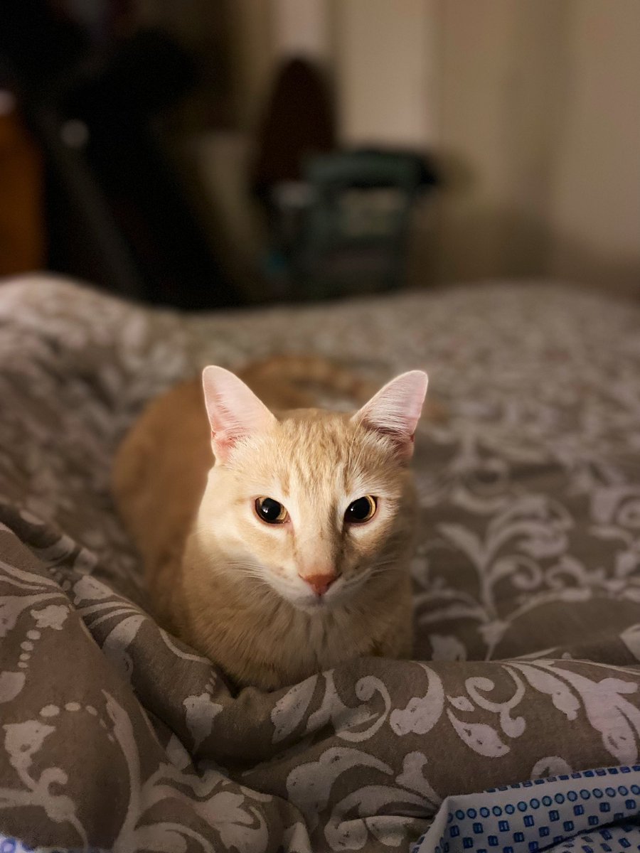 Vieni sul mio cuore innamorato, mio bel gatto: trattieni gli artigli e lasciami sprofondare nei tuoi occhi belli, misti d’agata e metallo.
Charles Baudelaire

#gatti  #micio #gattilovers
