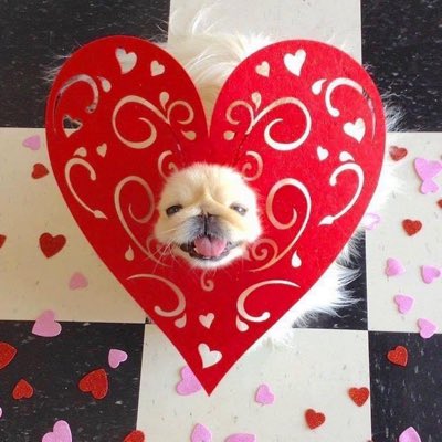 LilCaliGurl's tweet photo. #NewProfilePic Hi Febrooary! A munf full of ❤️
.
.
.
#caligurl #pekingese #doglife #dogslife #February #valentines #dogmodel #hellofebruary #smileitscontagious #Iove #Iloveyou #hearts #smooch https://t.co/8syf4BvrNh