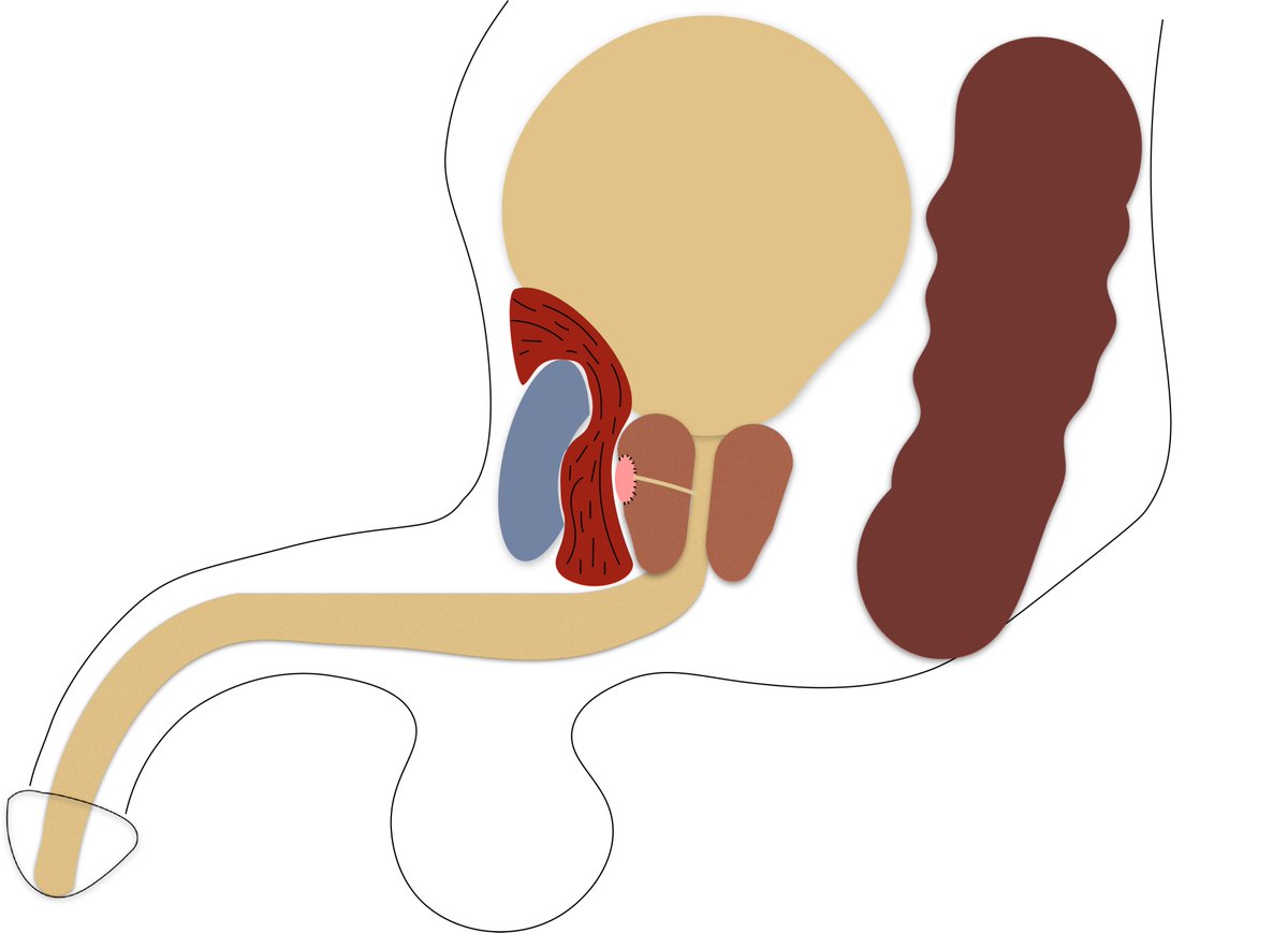 Sean Elliott tweet media